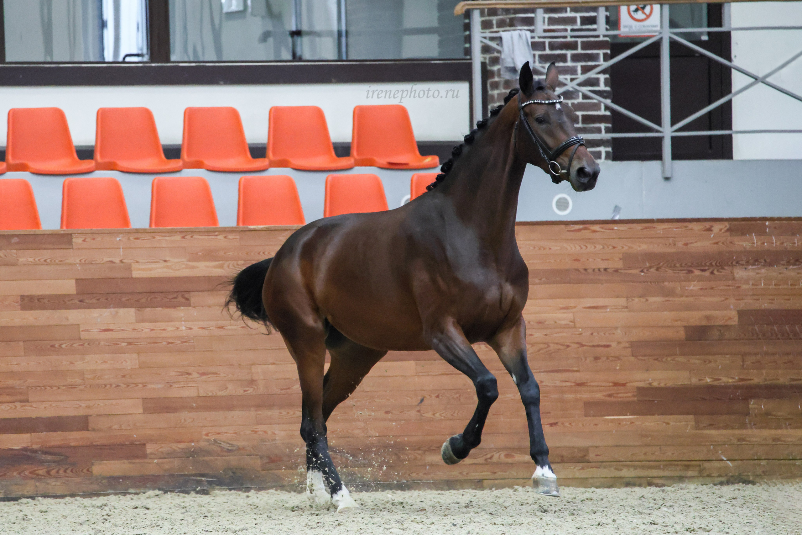 Конная Россия 2024 Оценка двигательных качеств. Irenephoto.ru