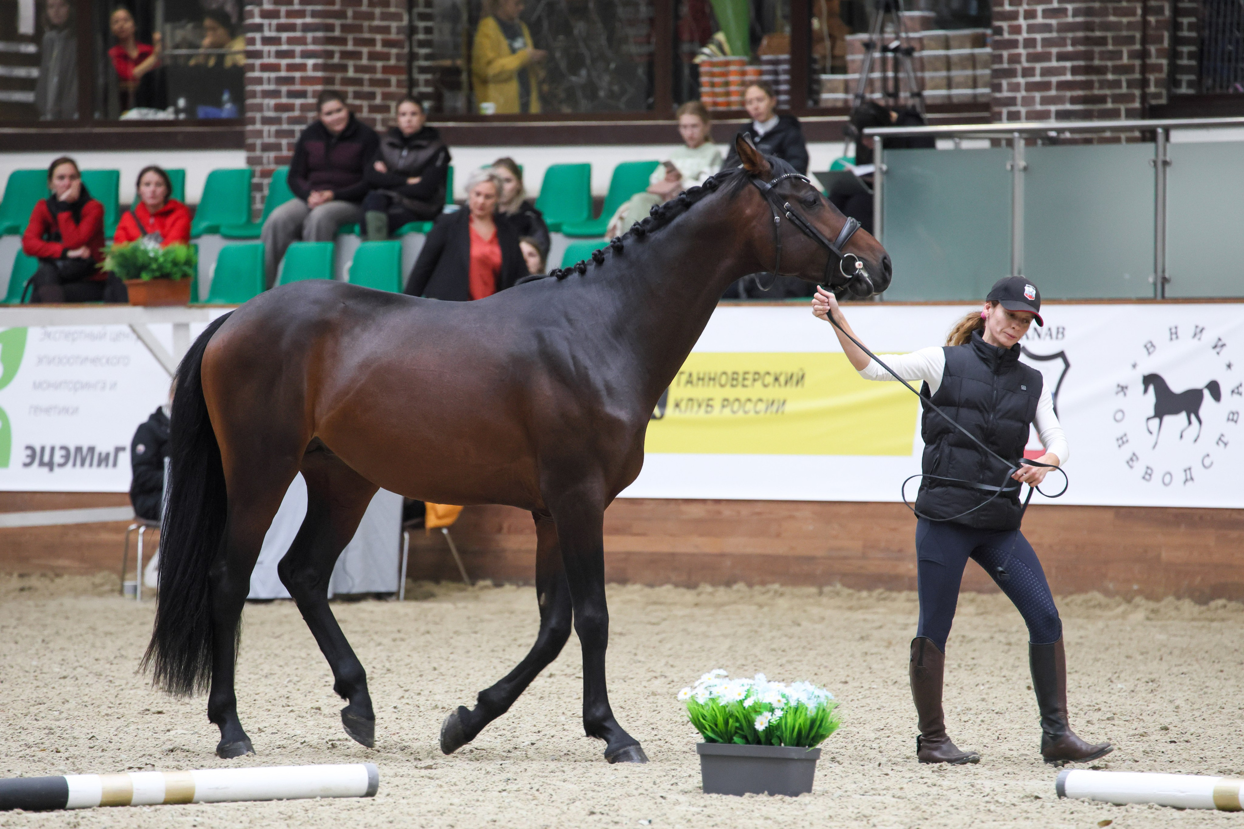 Конная Россия 2024 Оценка двигательных качеств. Irenephoto.ru