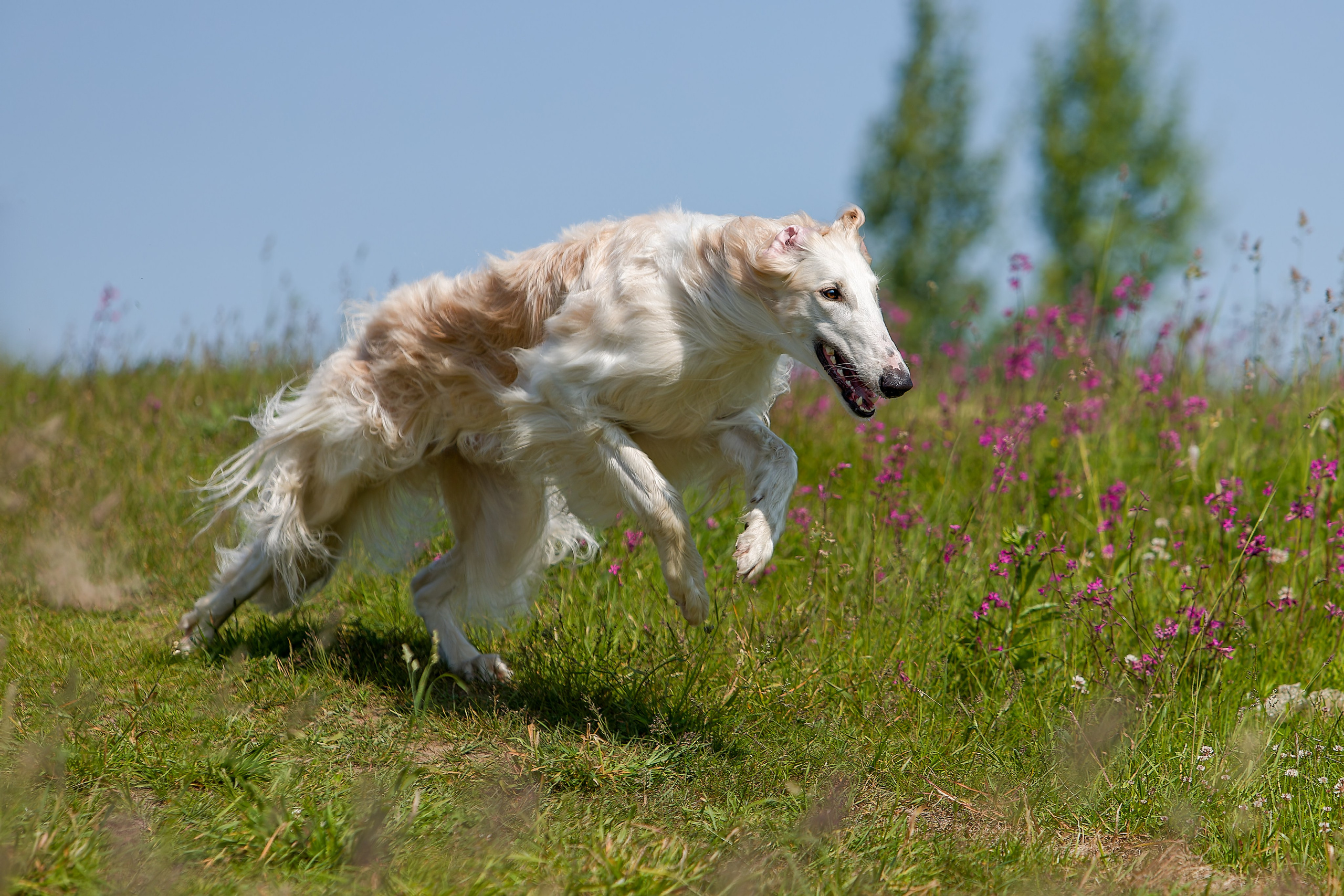 Собаки в движении. Irenephoto.ru