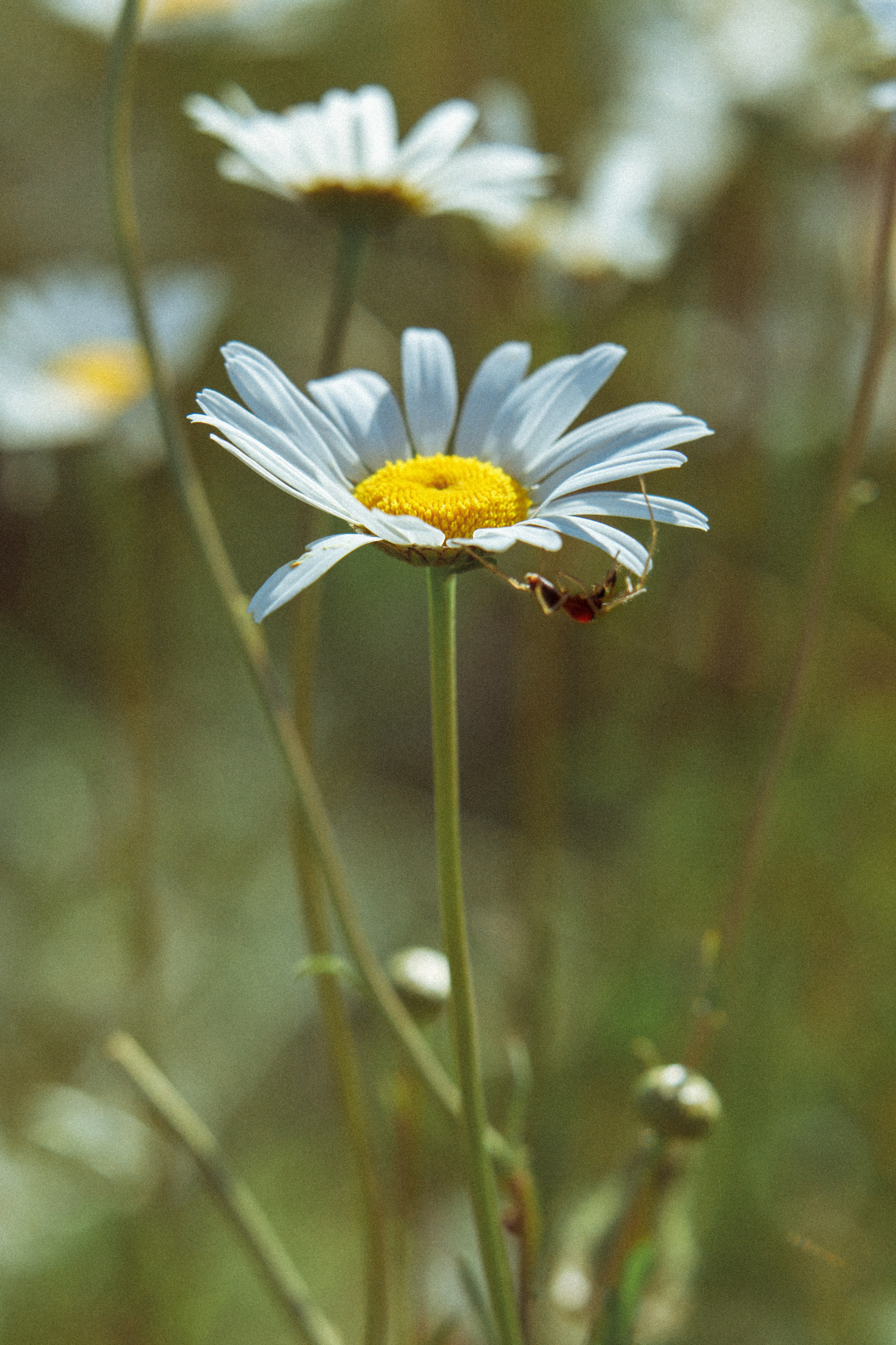 Nature. Артем Корнев Фотограф