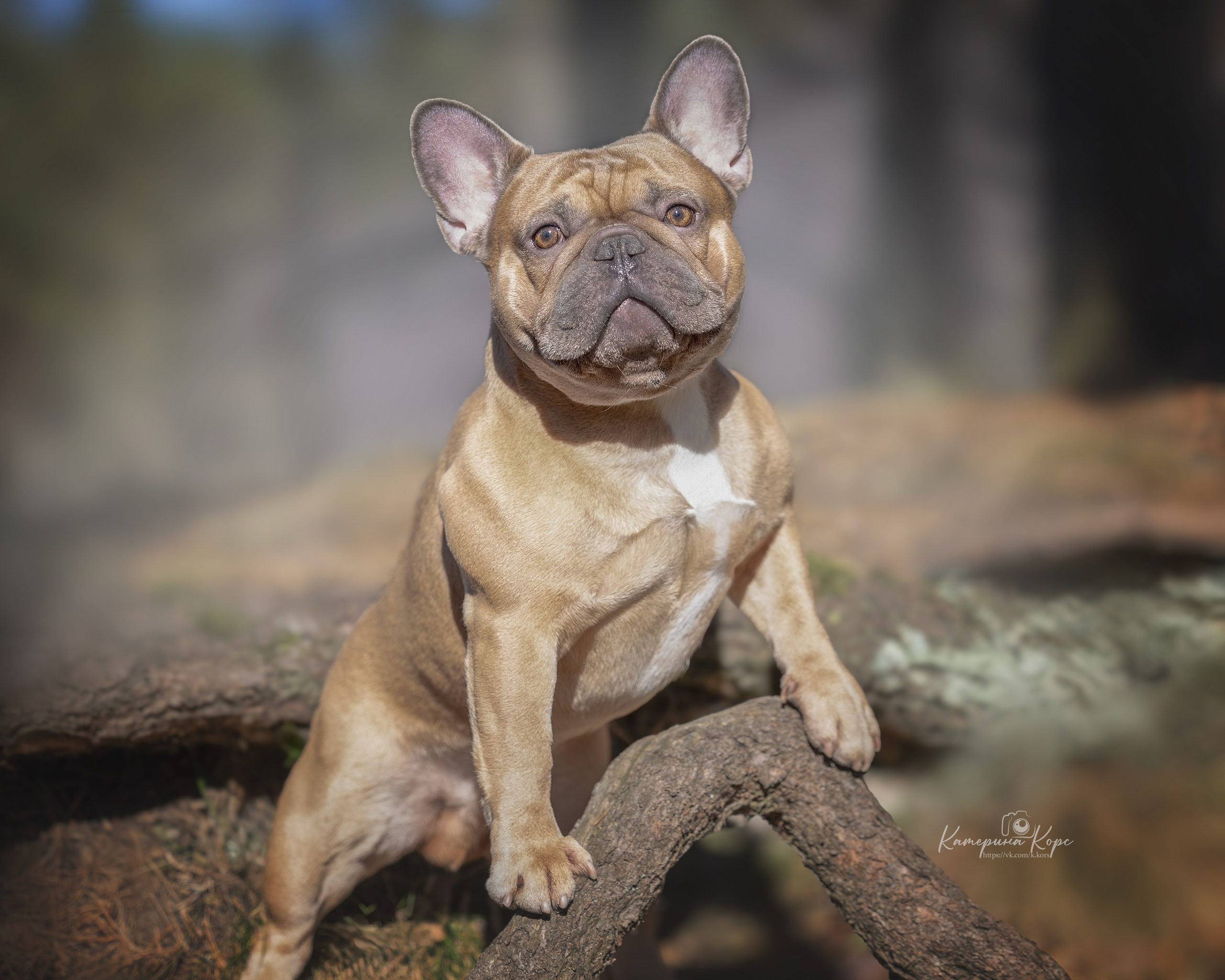 Французский бульдог Тайсон. Главная