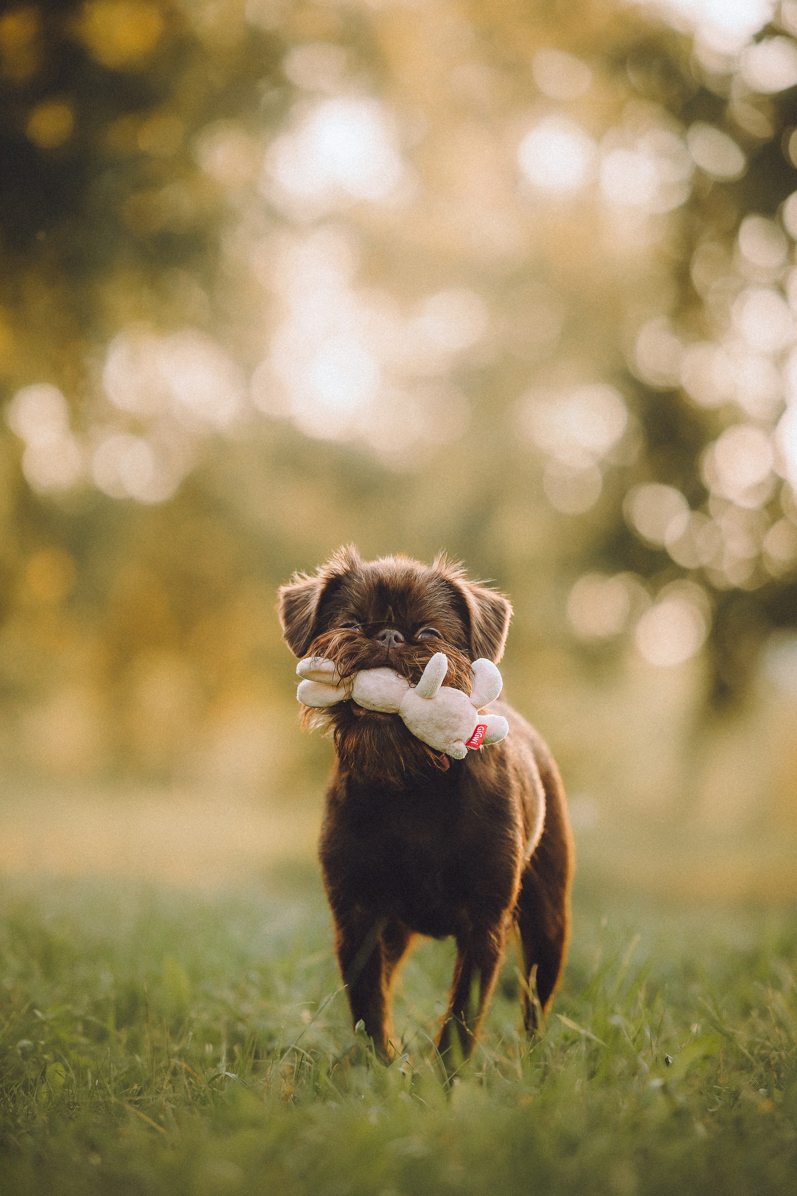Гречка, Кари и щенки