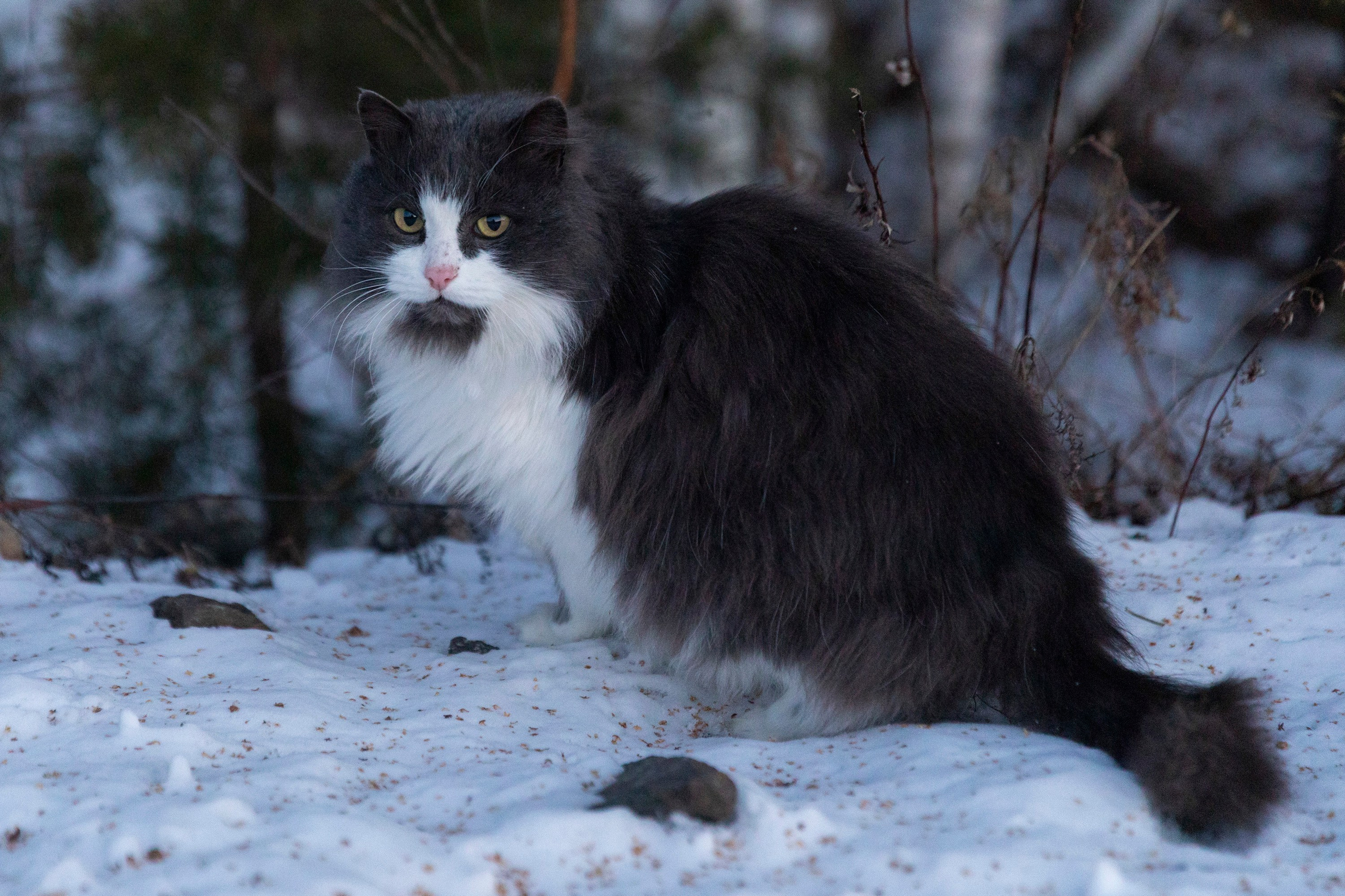 Алтай в декабре. Марина Захарова — Фотограф. Москва / Marina Zakharova — Photographer