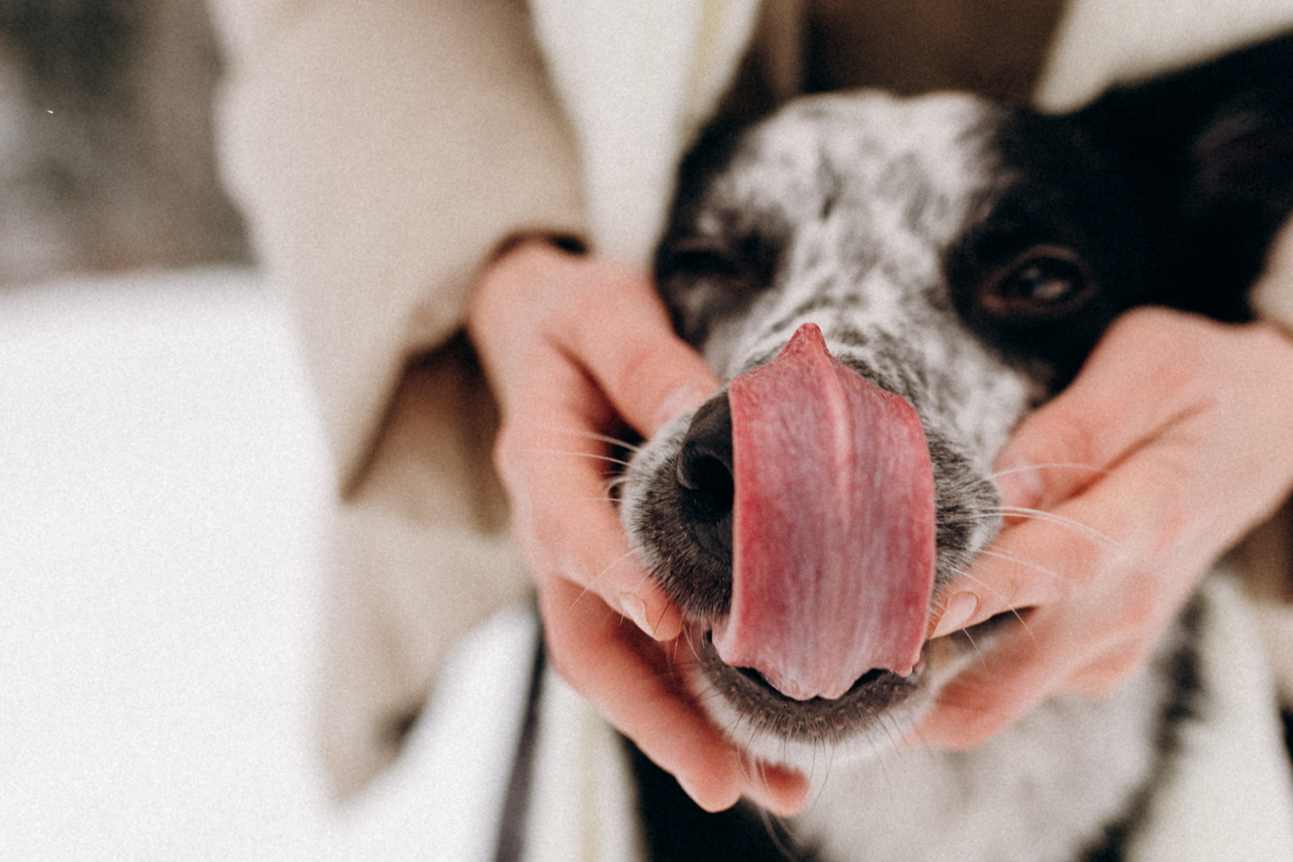 Аня и Милан. Фотограф анималист в Москве Ольга Агушева