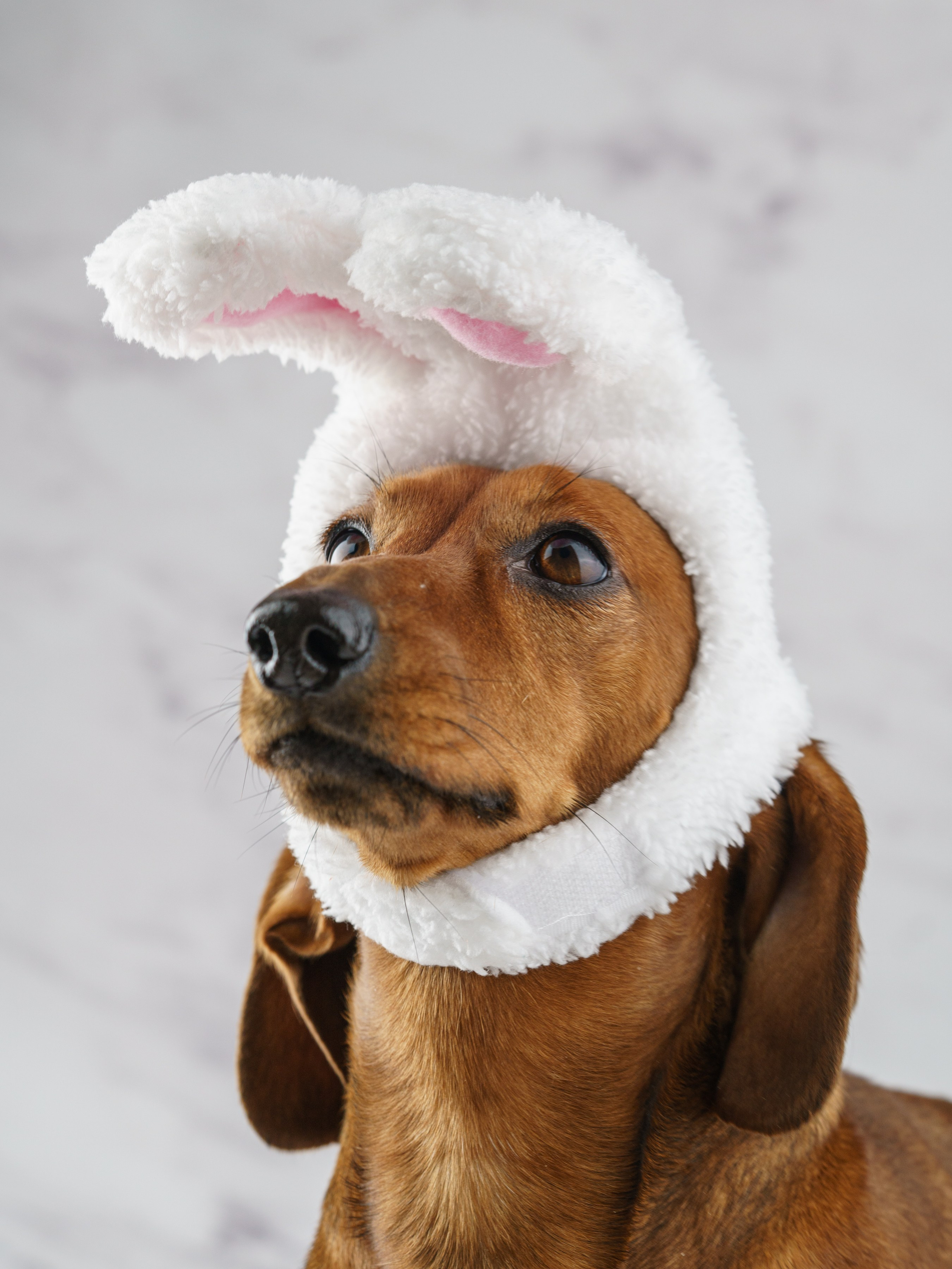 Такса Марго. KED Production — продакшн из СПб. Создаём фото, видео и контент, который помогает брендам и селлерам продавать больше