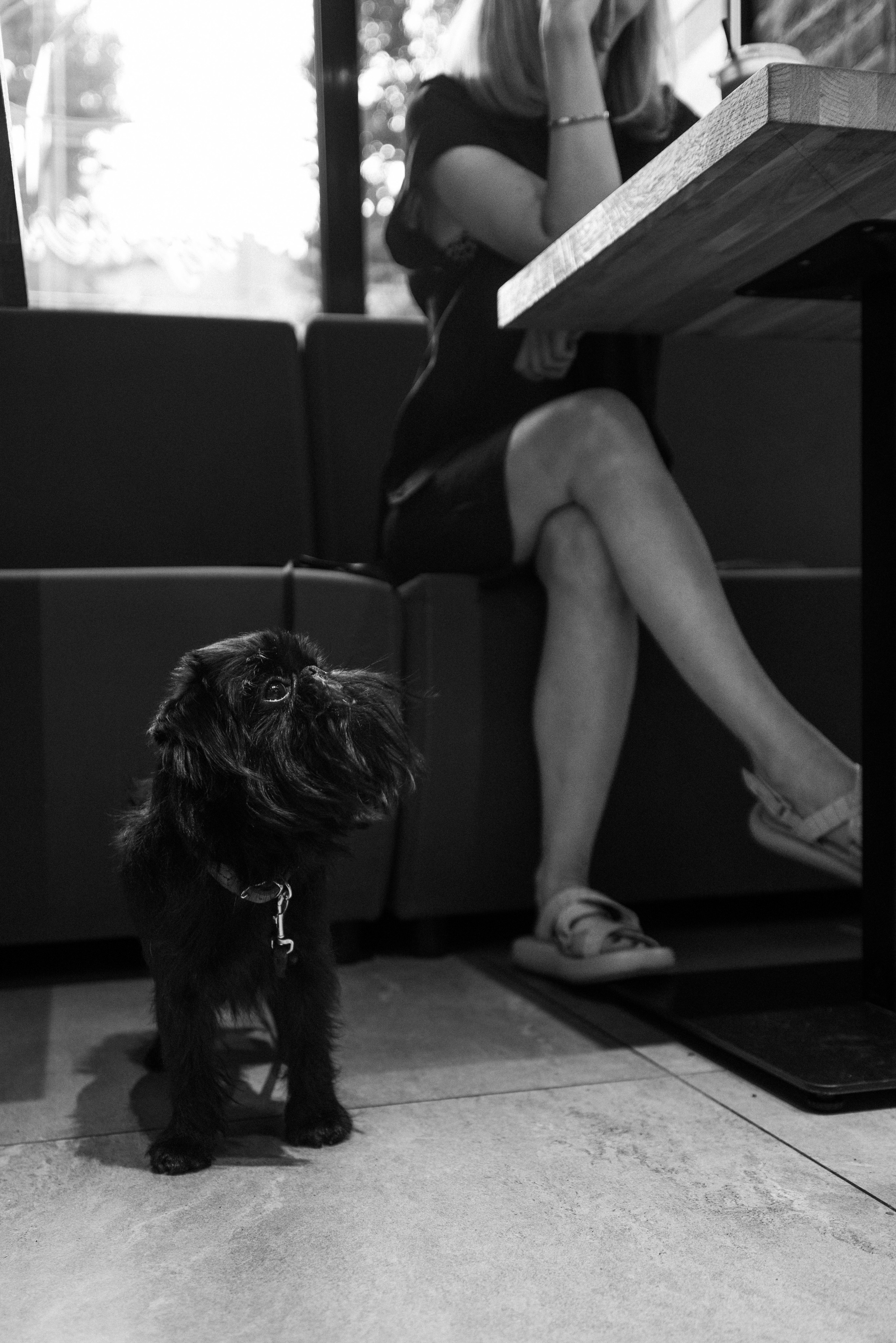 Ася и Кузя. Фотограф анималист Осипчикова Мария