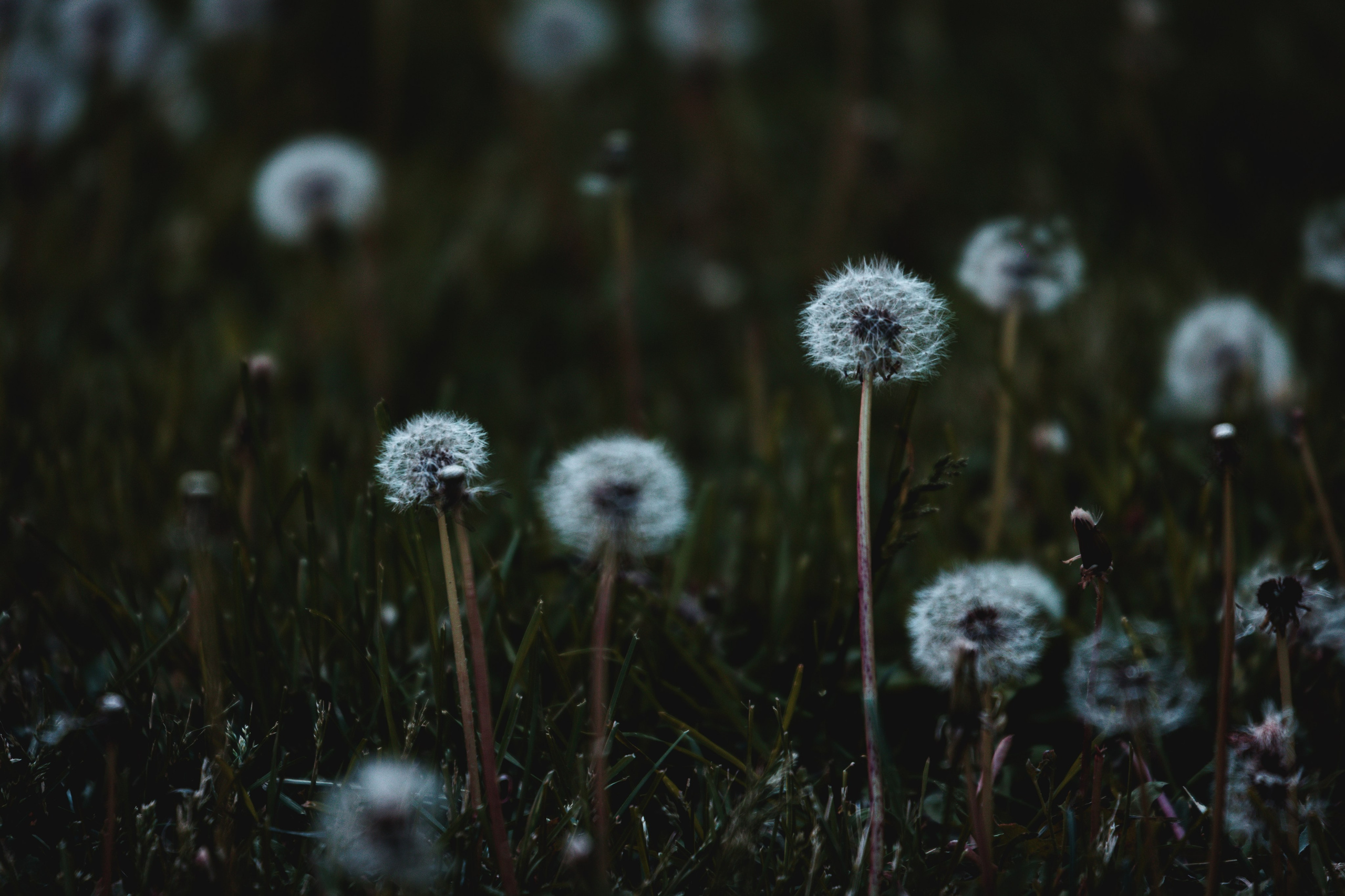 Природа. Фотограф в Ростове-на-Дону Ника Обида