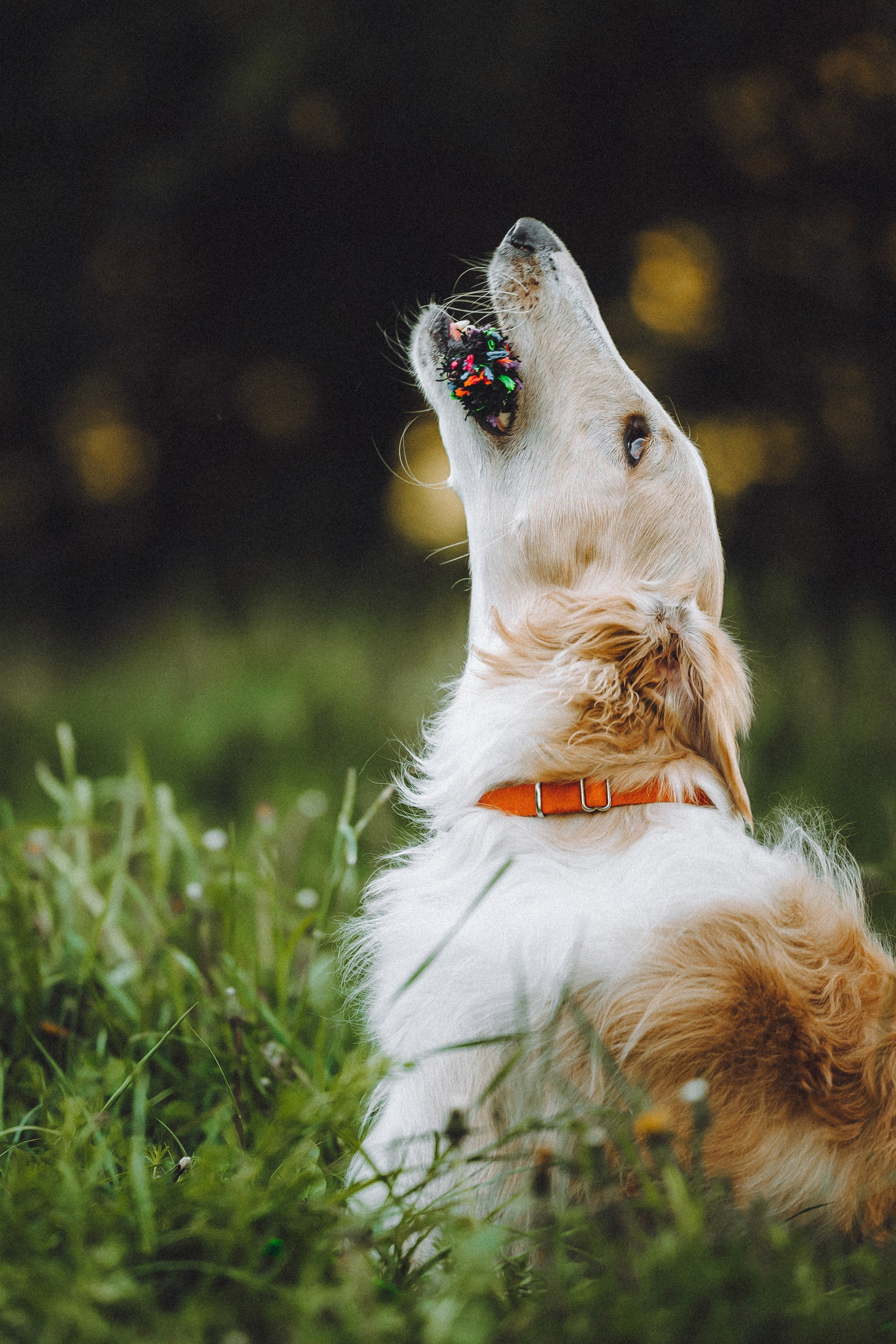 Илай, Зайка и их семья