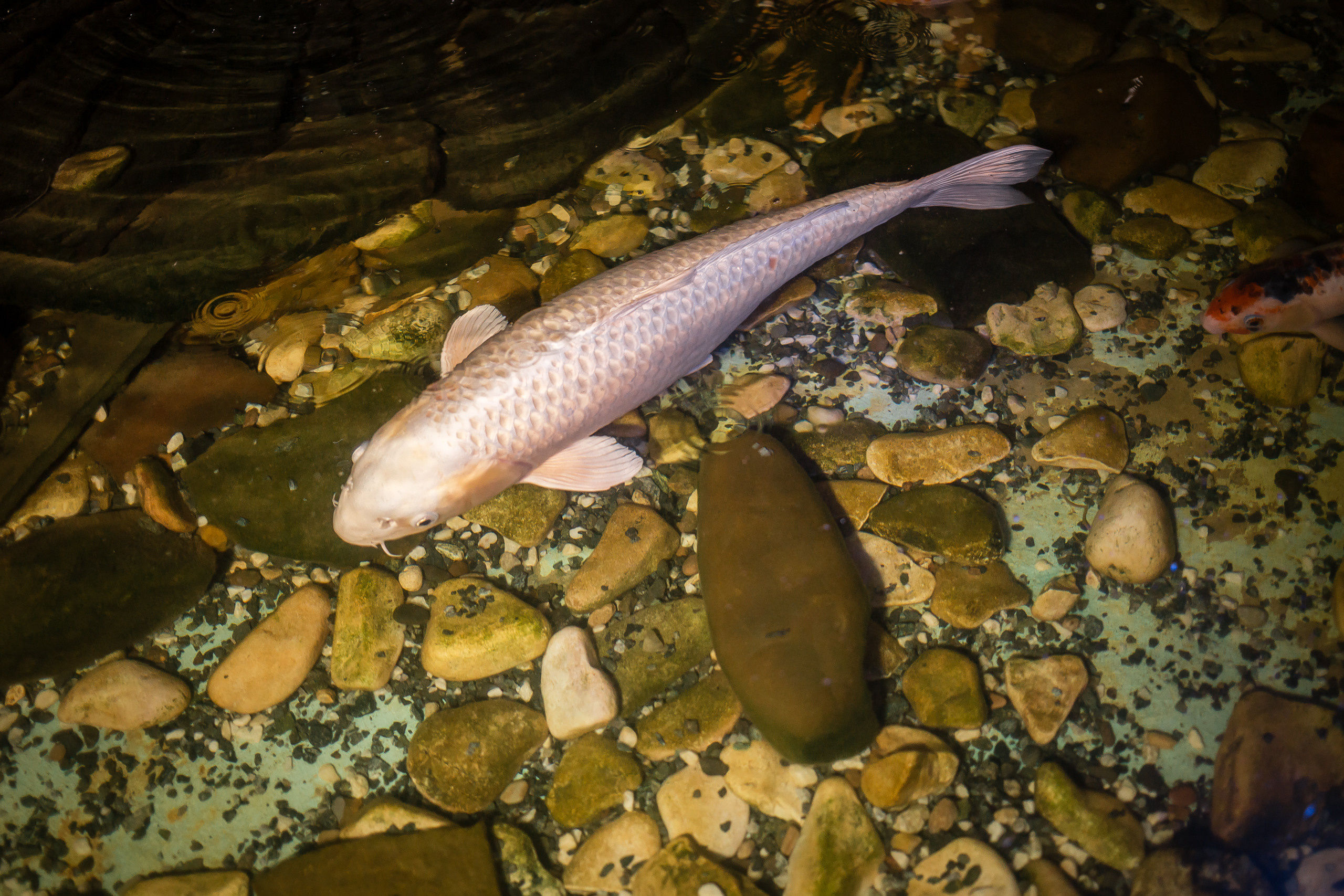 Квиз в Бамбуке. Фотографиня Мария Дикова