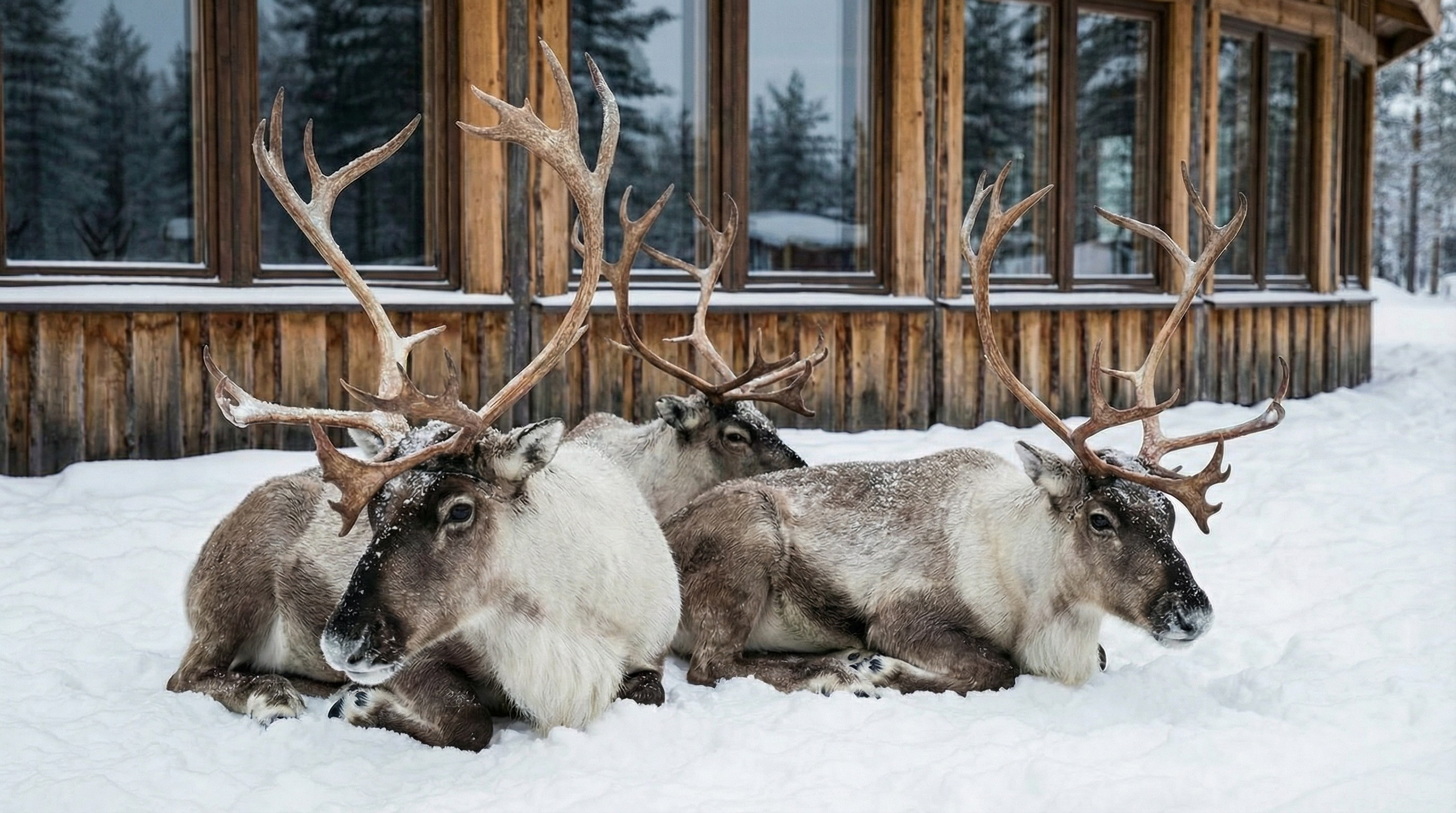 Портфолио AI фото гл. Предметный фотограф и видеограф, ИИ генерации в Москве Карсакова