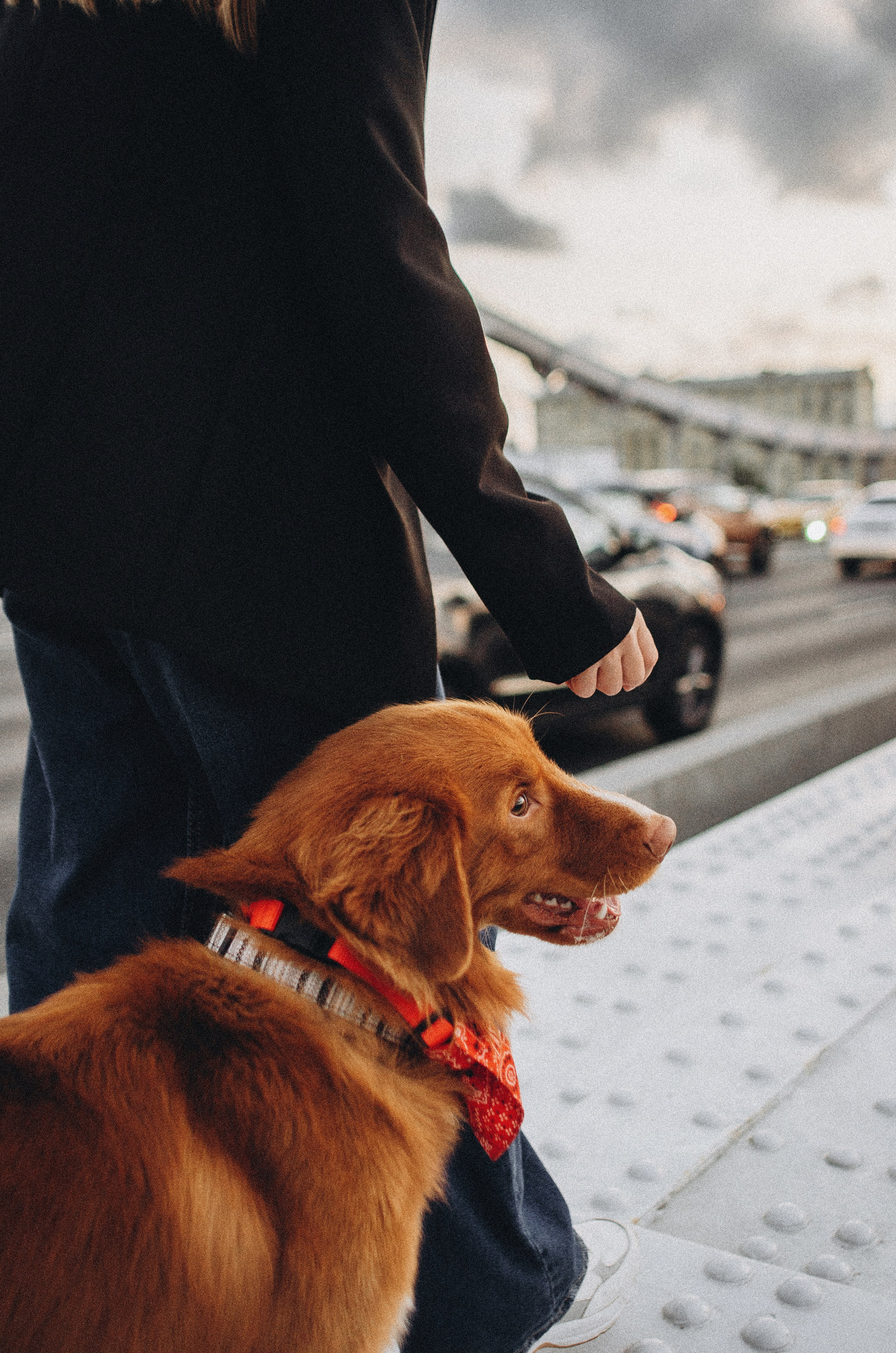 Алина и Бис. Фотограф-анималист Богданова Полина