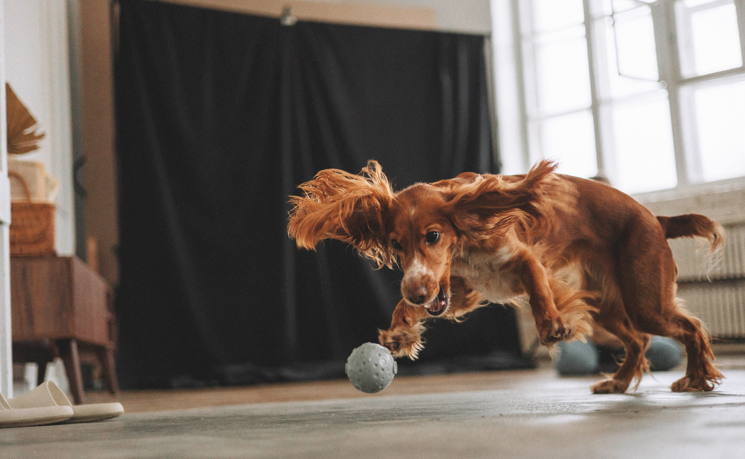 Алина и Дженни. Фотограф-анималист Богданова Полина