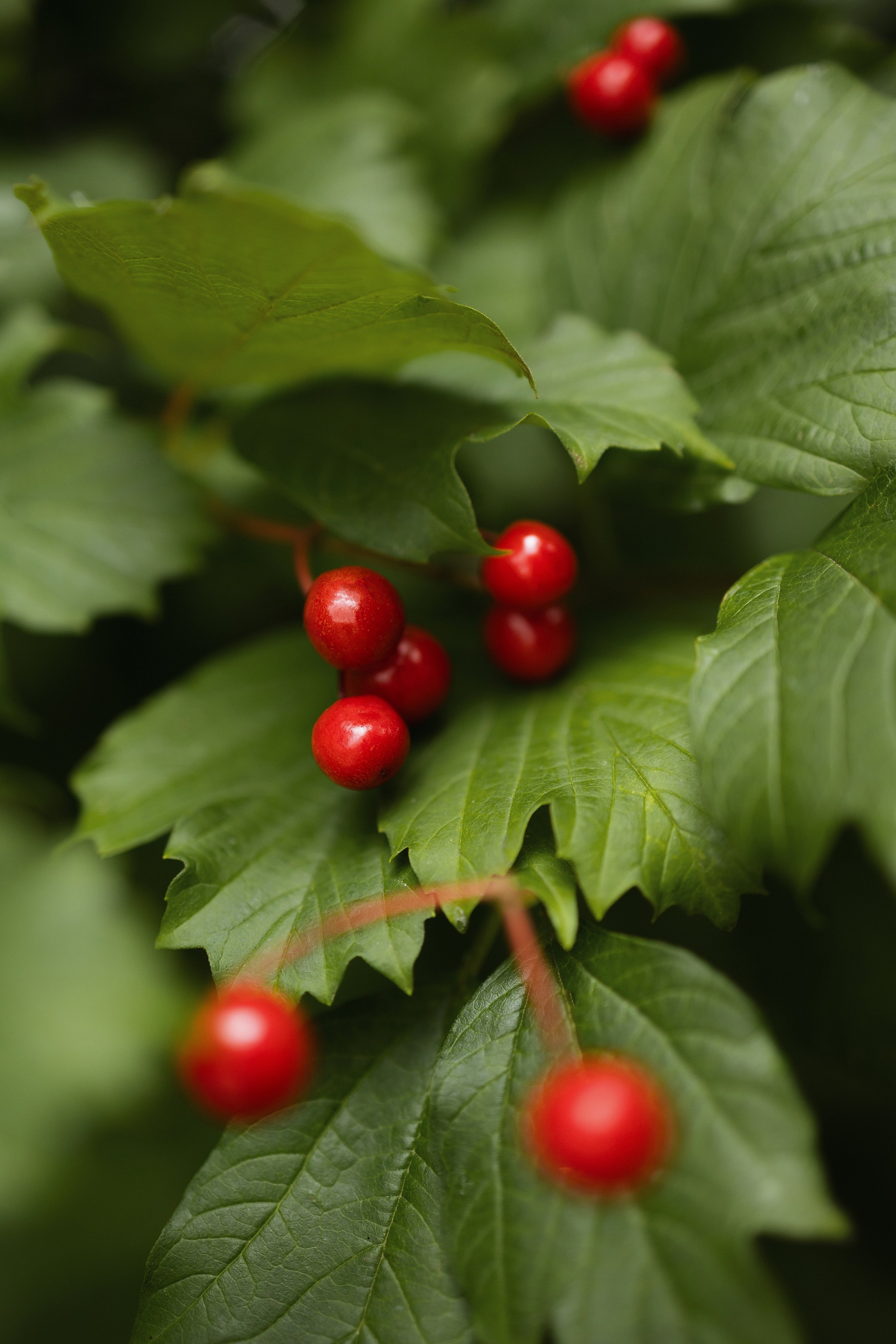 A&I. Свадебный фотограф Лиза Макатович Беларусь Минск