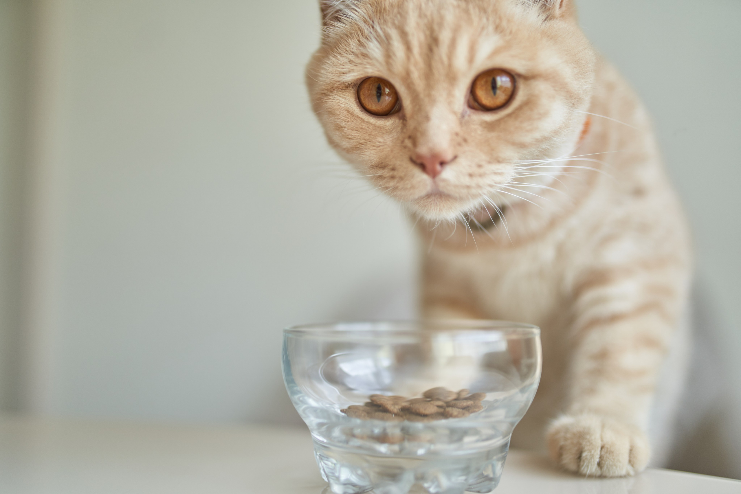 Фотосессия кота. Мужская фотосессия в СПб|Ирина Курманаева