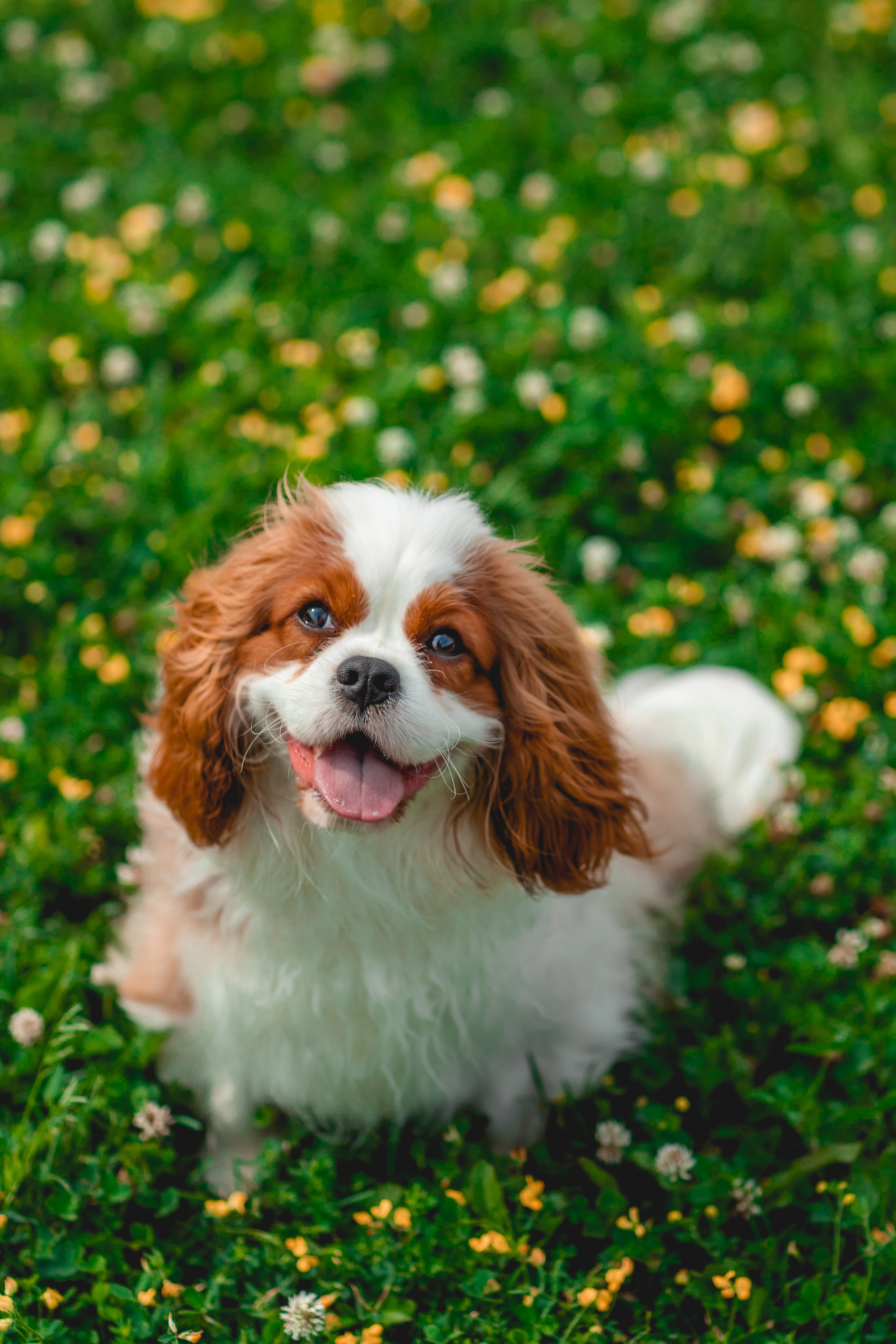 Ольга и семья. Семейный фотограф анималист Мария Крючкова