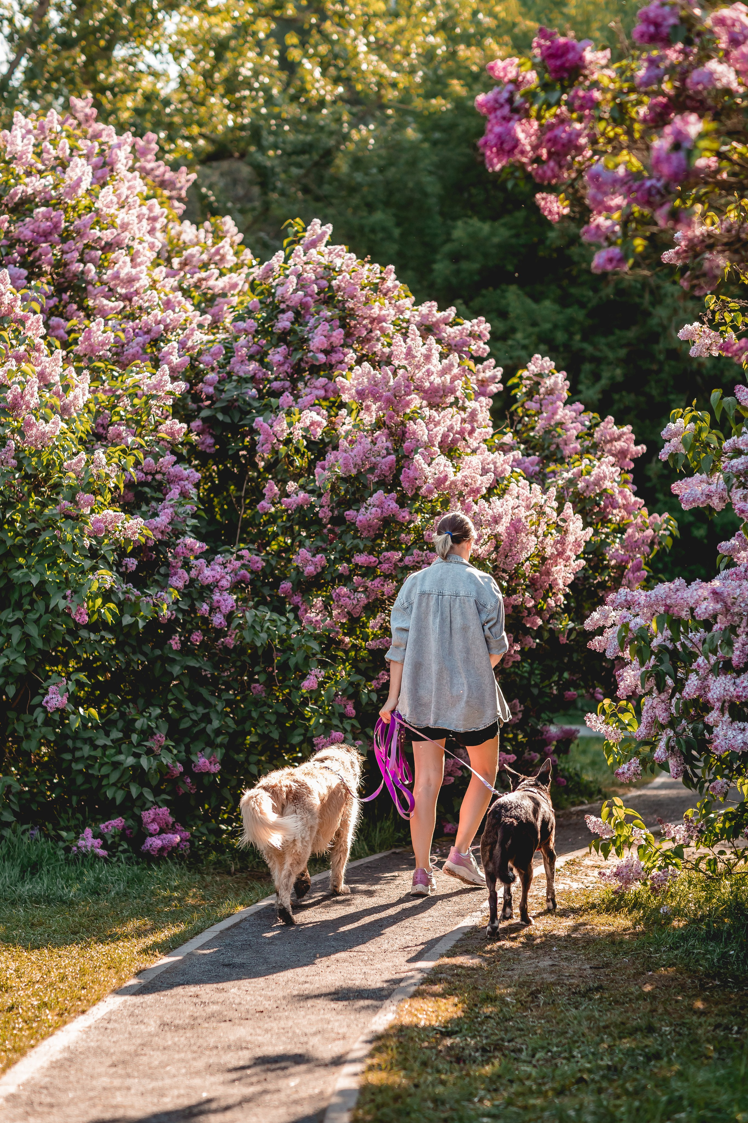 Ира, Альма и Белла. Семейный фотограф анималист Мария Крючкова