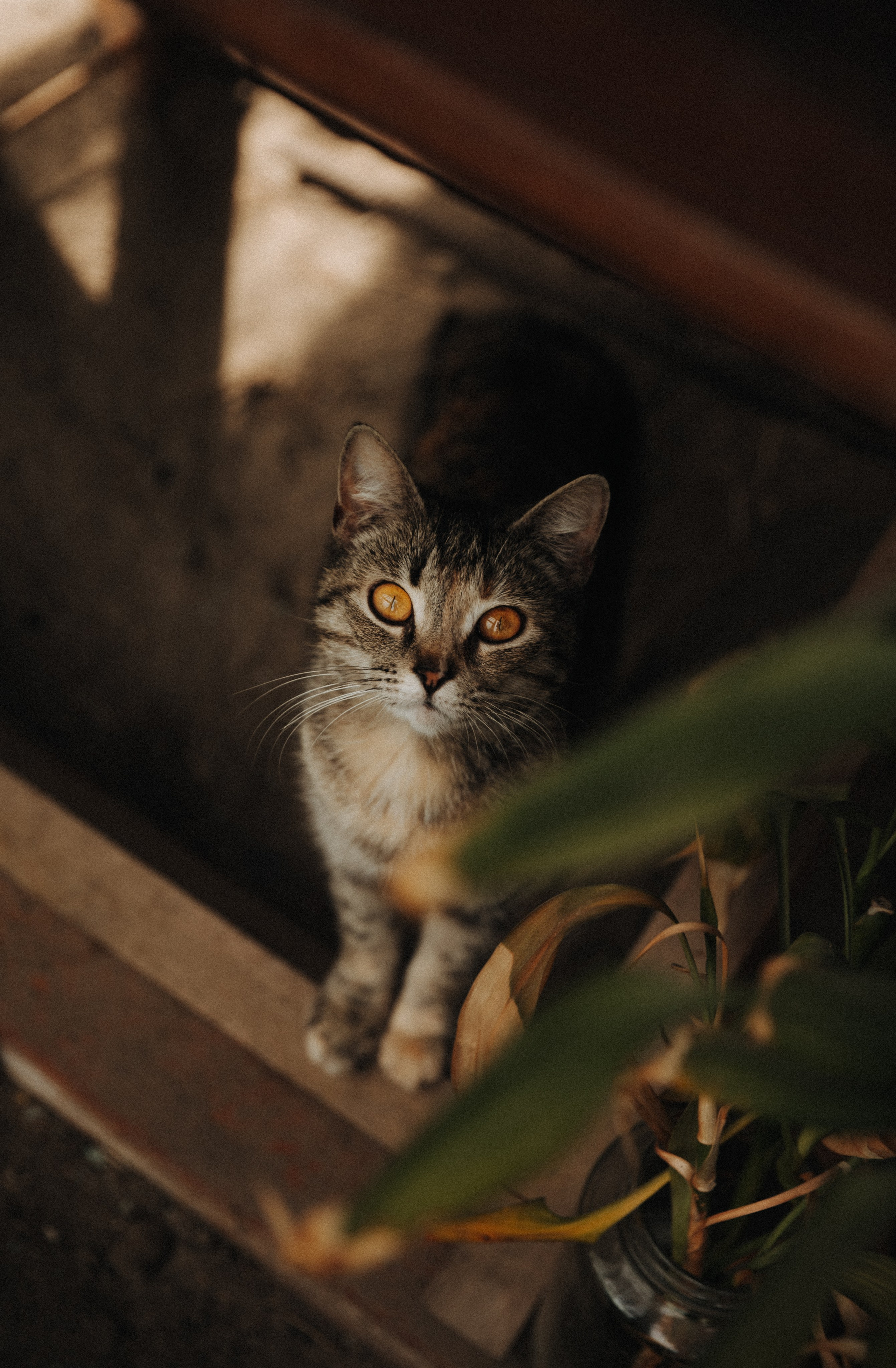 Ферма. Свадебный и семейный фотограф Василина Батищева в Моздоке, Северной Осетии и КМВ