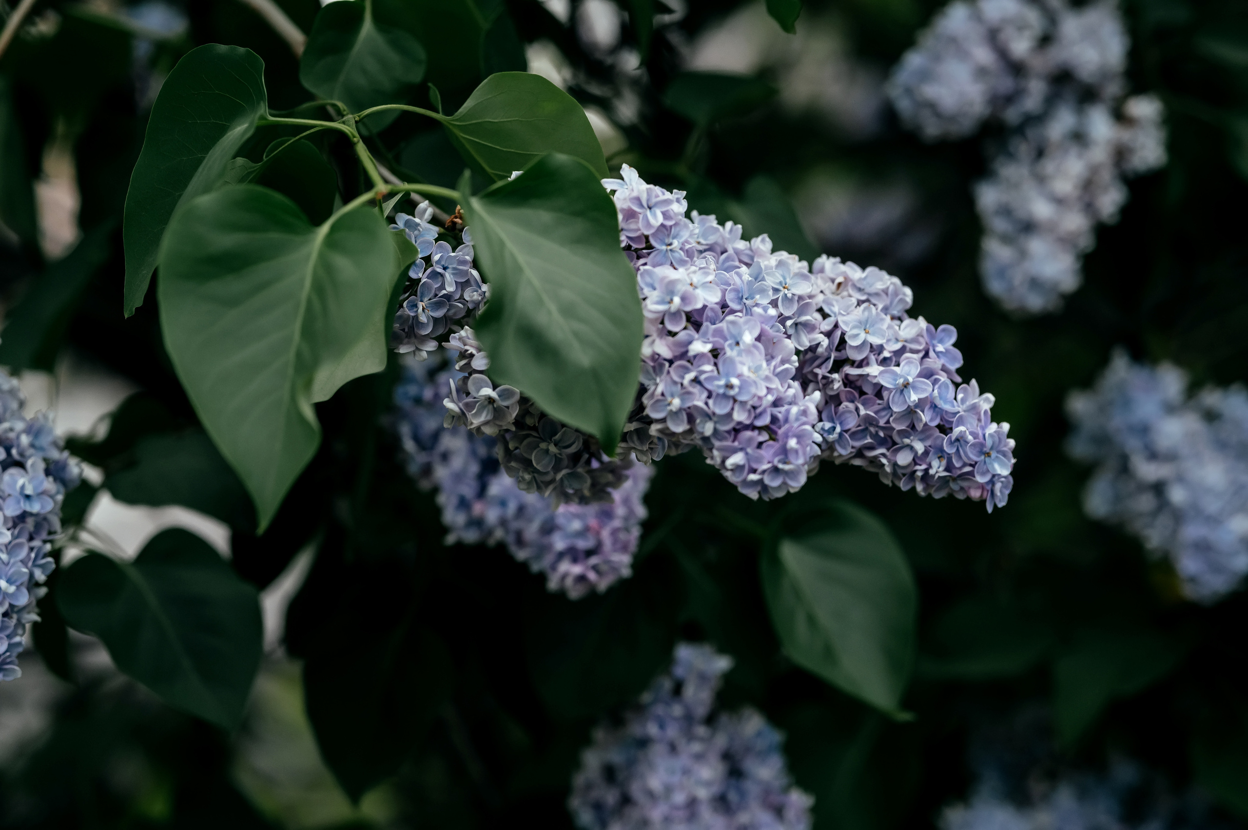 Юлия, Москва, Екатерининский парк. Свадебный и семейный фотограф Виктория Носачёва. Щелково, Москва и МО