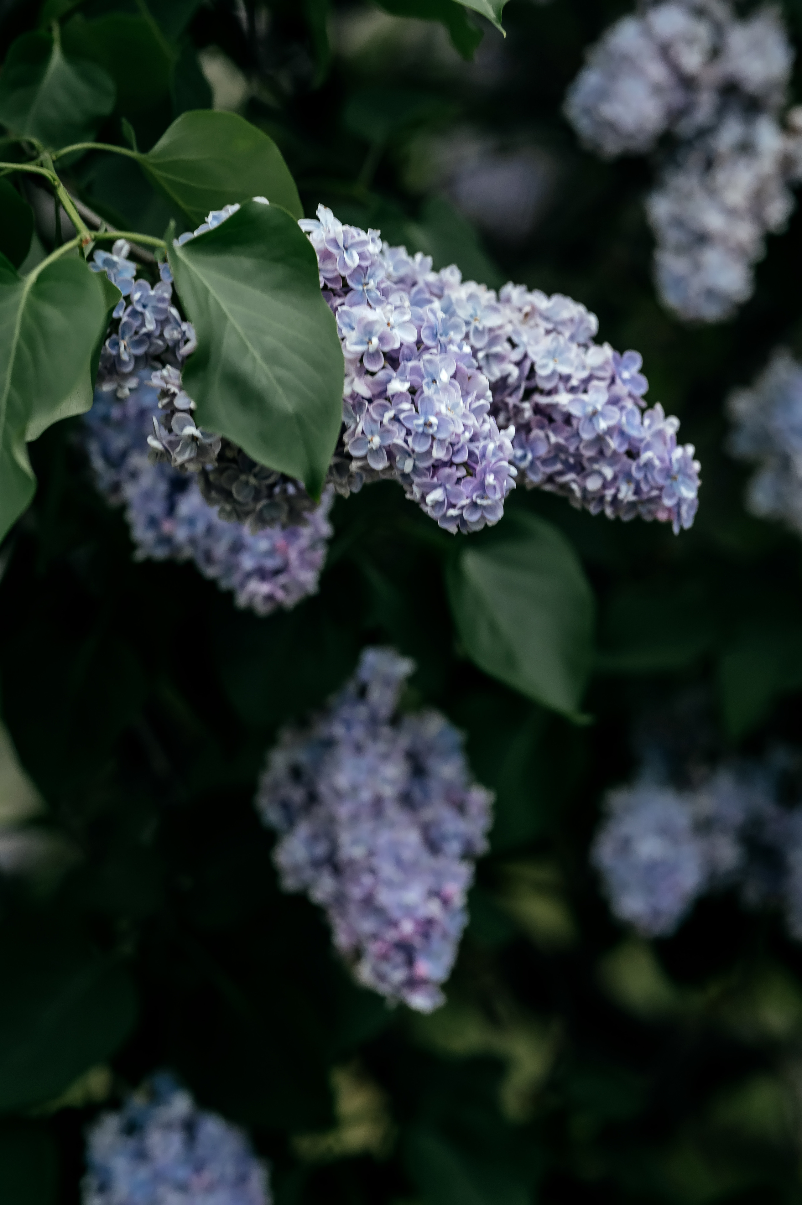 Юлия, Москва, Екатерининский парк. Свадебный и семейный фотограф Виктория Носачёва. Щелково, Москва и МО