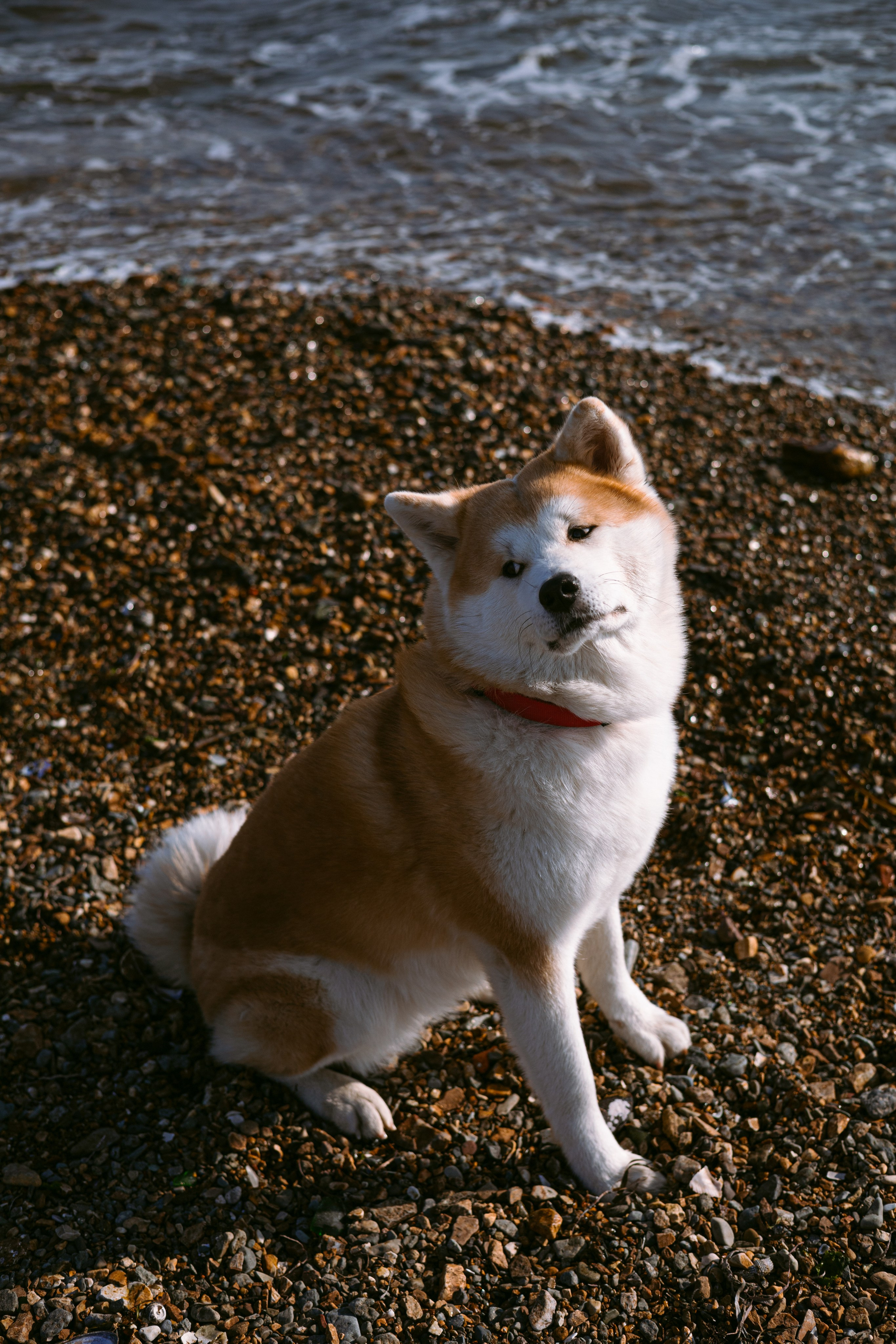 Мария и Бейла. Фотограф — анималист Владивосток, Алина