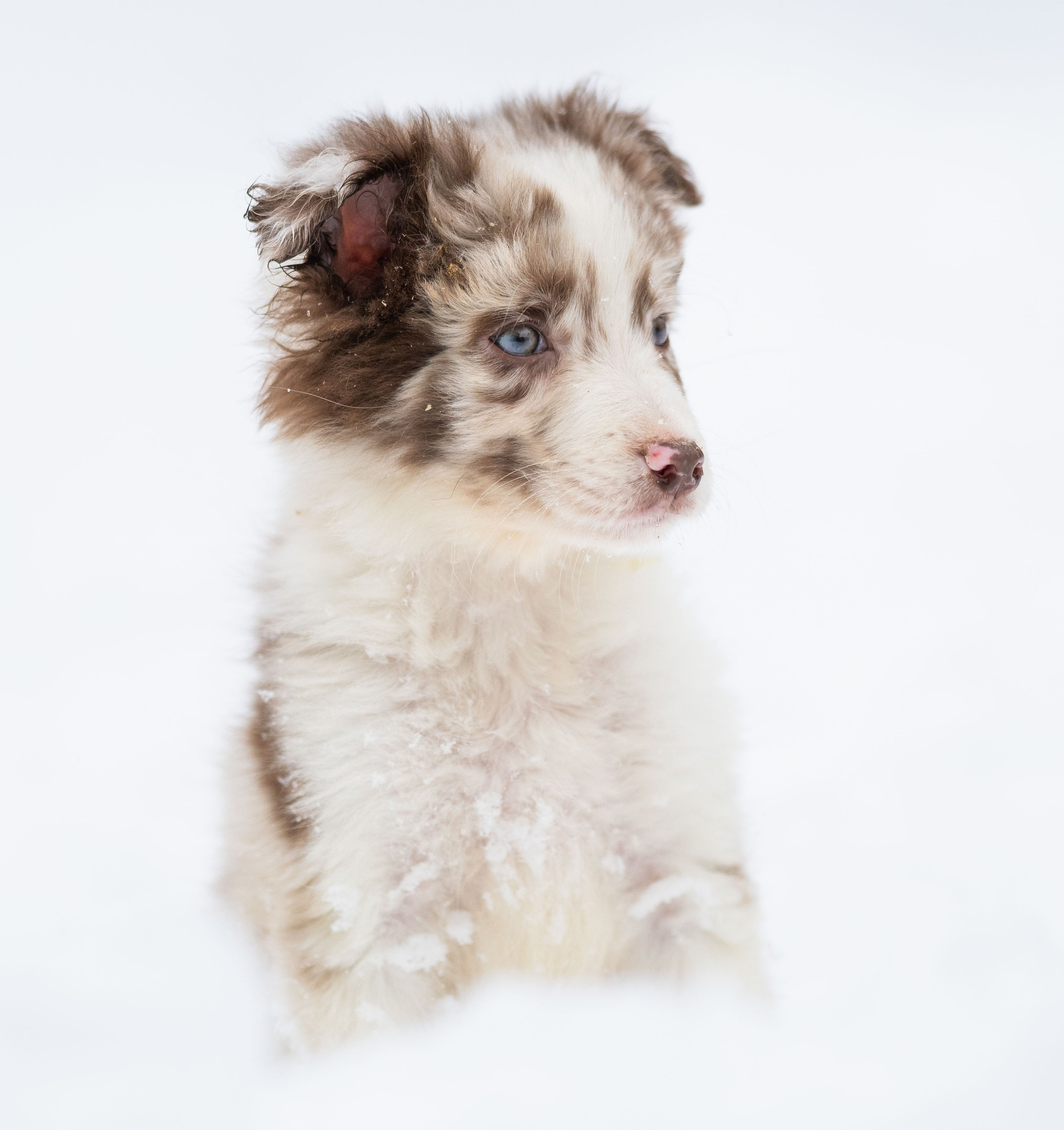 Фритсвит. Семейный фотограф Ефремова Виктория