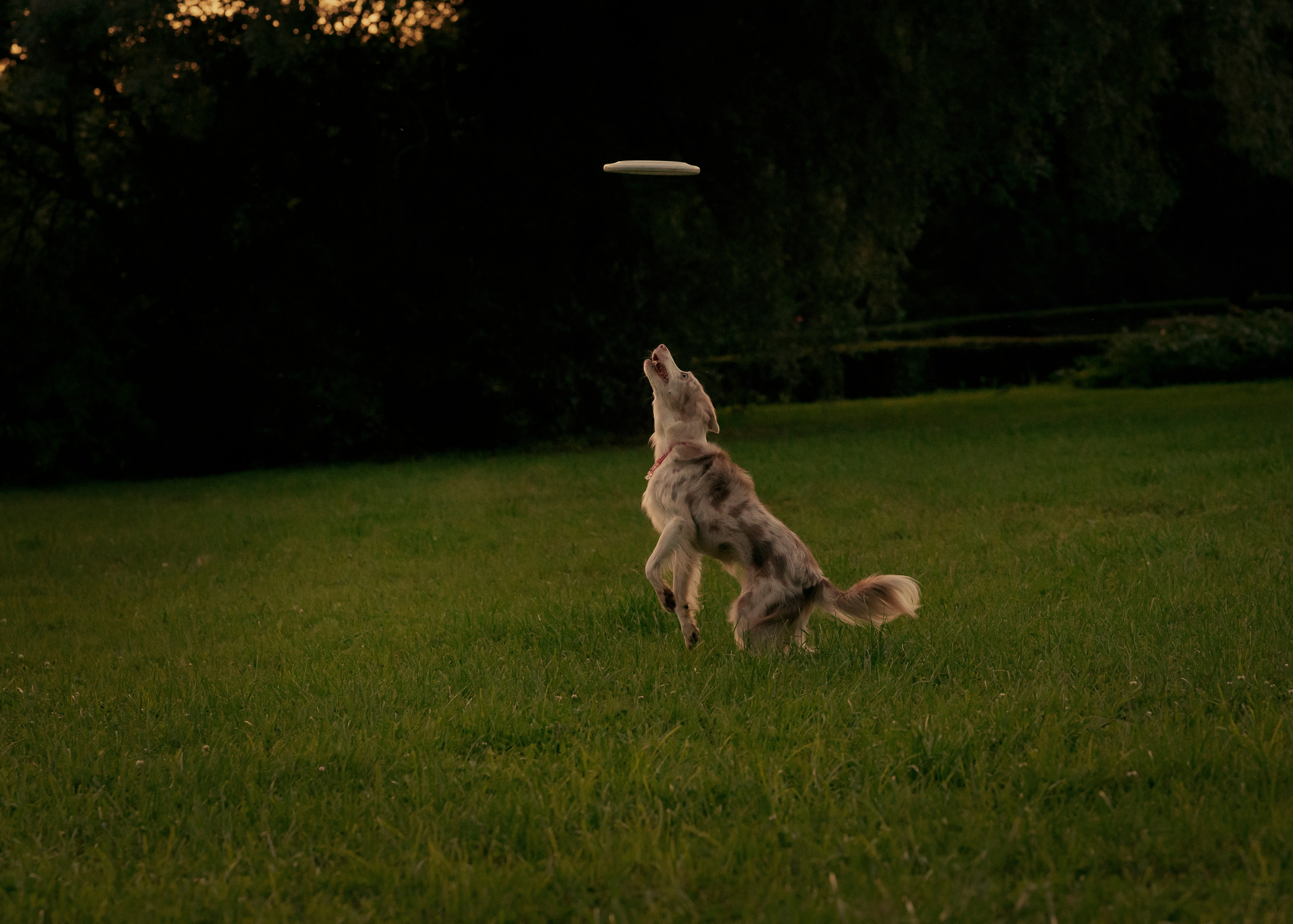 Вэй. Фотограф- анималист Александра Матвеева