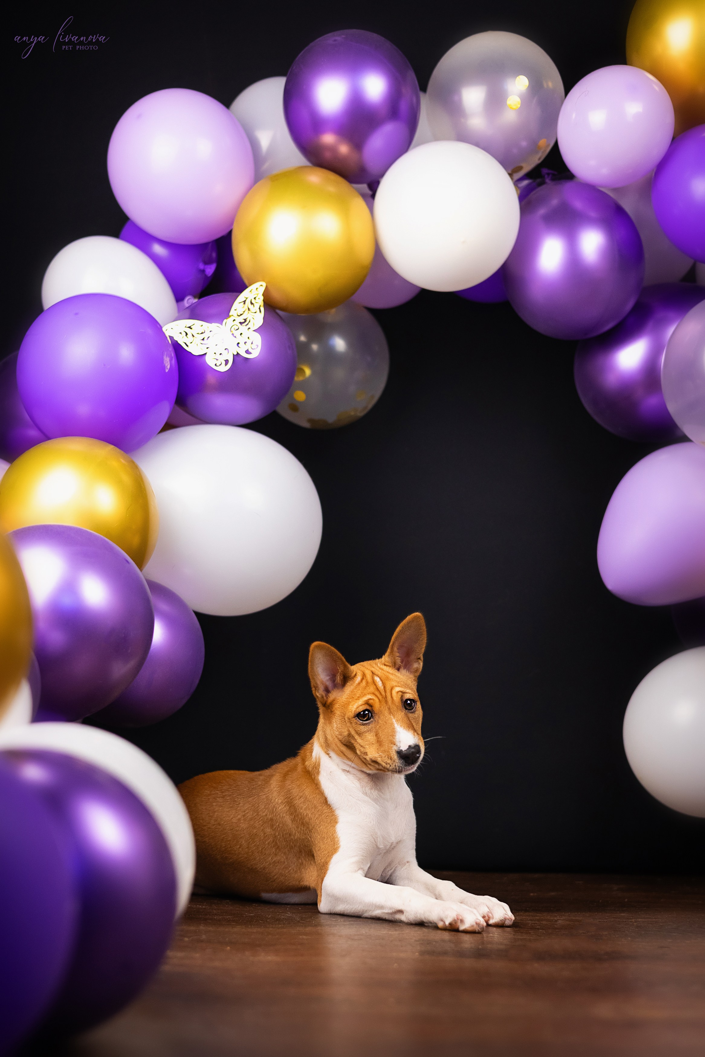 Баси. Фотограф анималист Аня Ливанова | Рыбинск