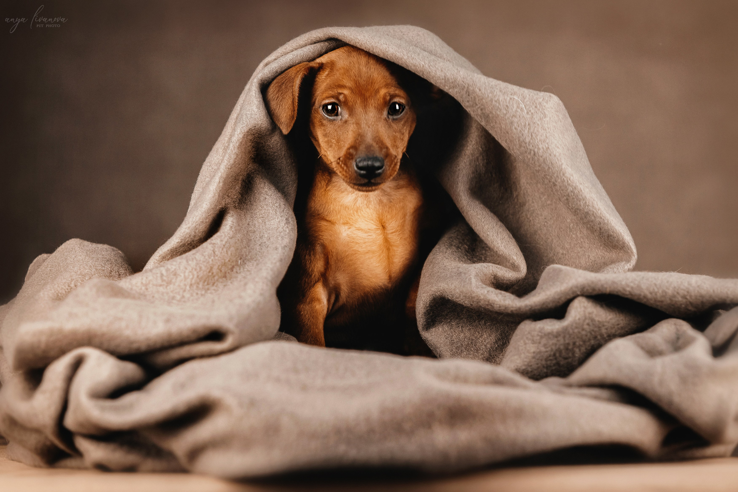 Пинчеры в мимозе. Фотограф анималист Аня Ливанова | Рыбинск