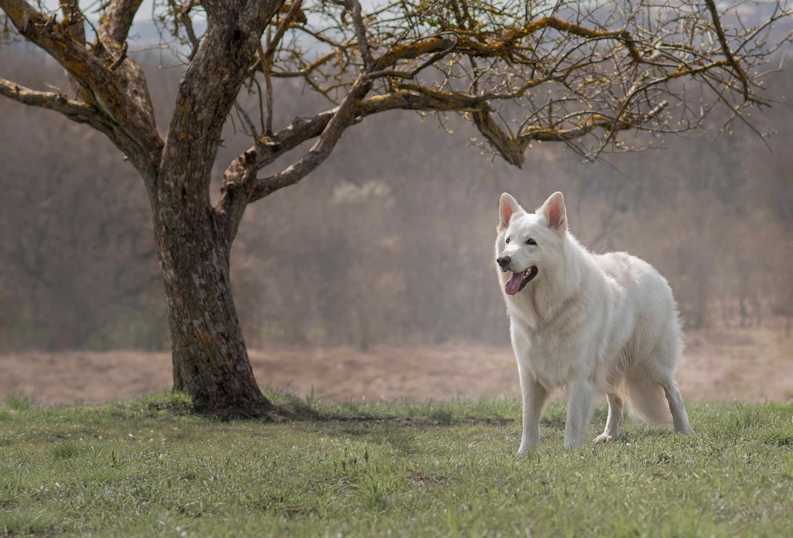 Каспер. Фотограф анималист Ставрополь Яна Кудлай