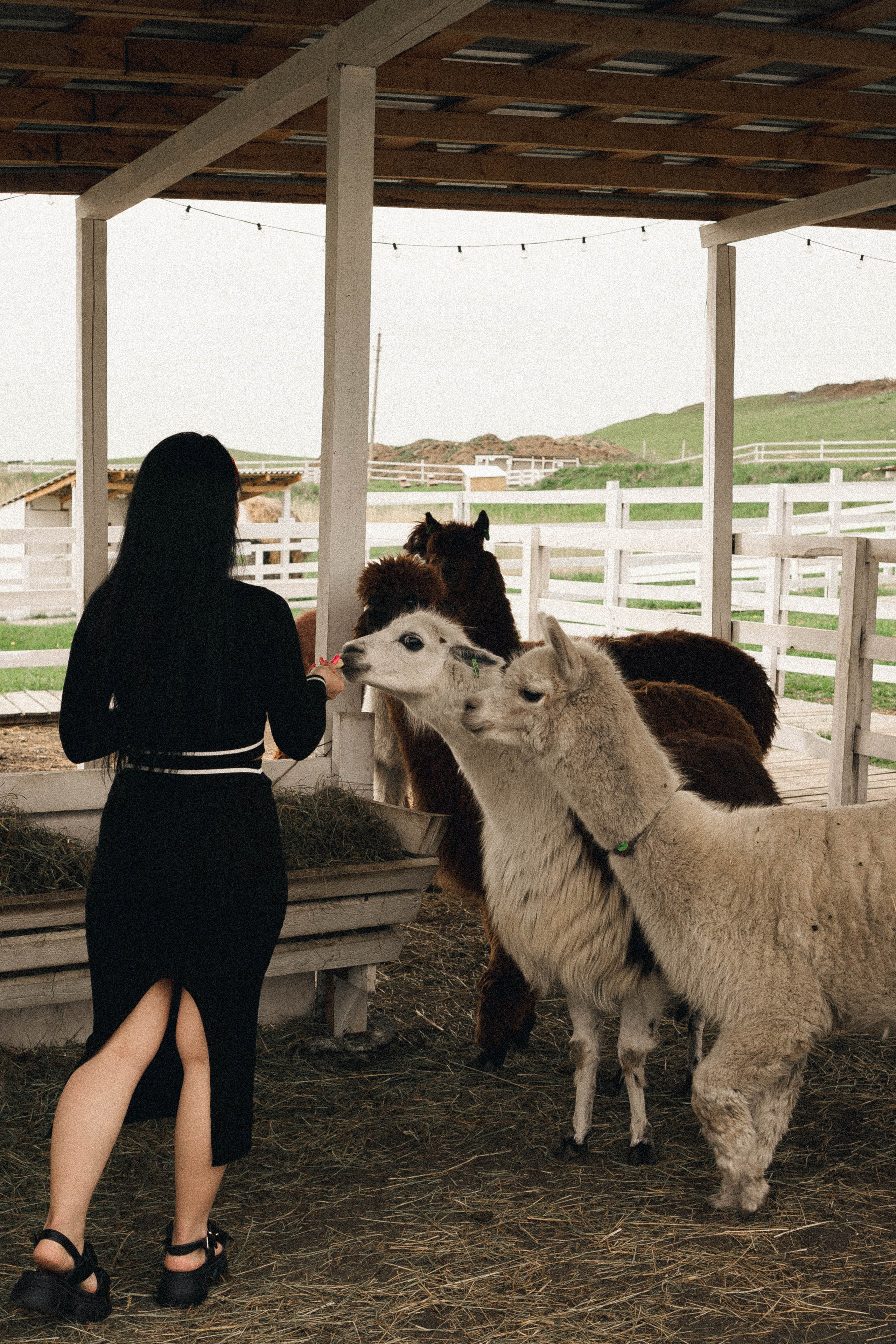 Ферма Альпак. Профессиональный фотограф, Санкт-Петербург — Виктория Богомолова