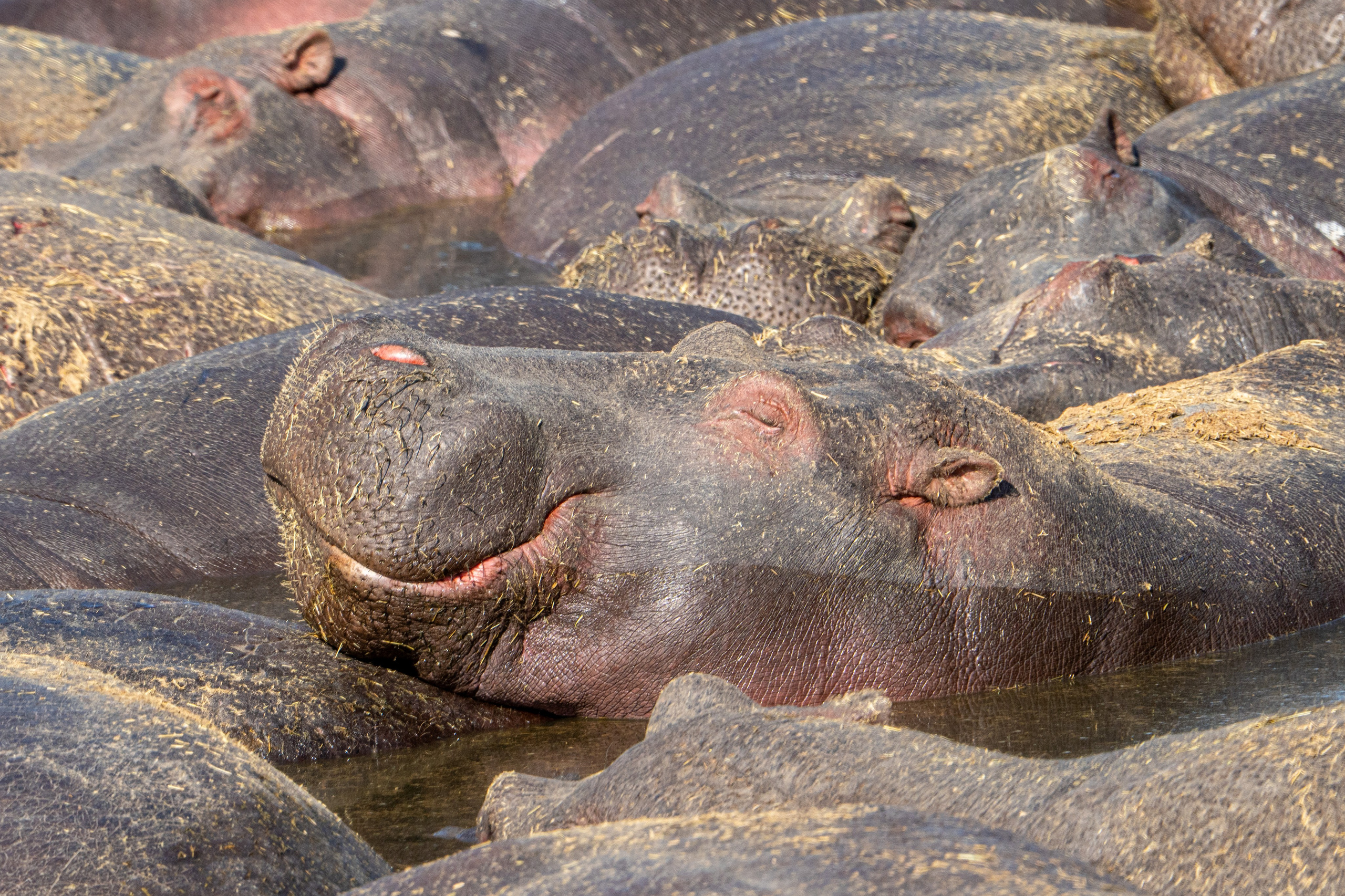 Танзания, сафари, 2025. Творческие сьемки
