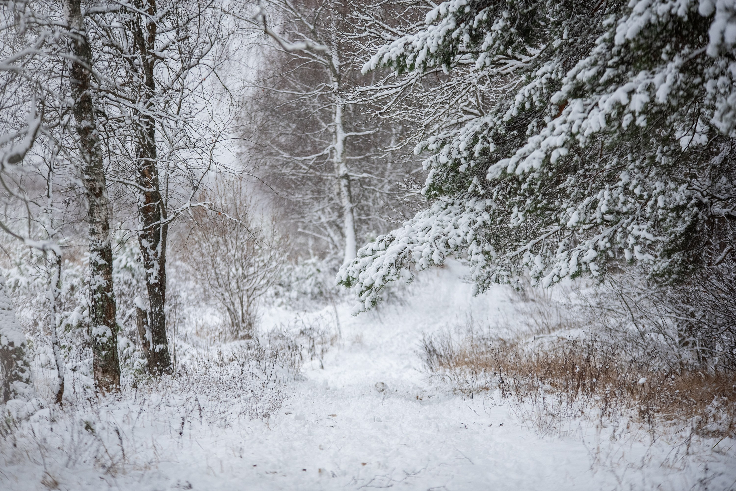 Природа. Съемки в стиле Goblicore и прочая нечисть. Конный фотограф из Москвы Ирина Бондаркова