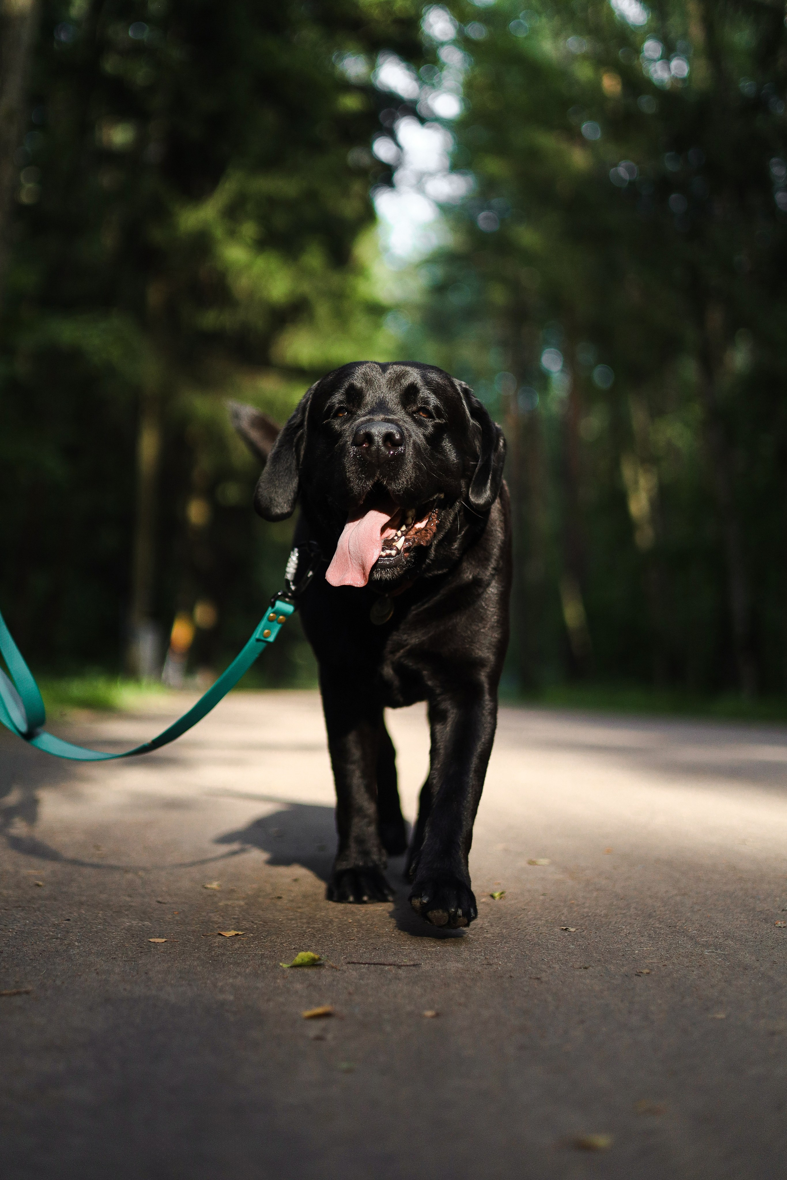 Найт и Соня. Фотограф-анималист Ксения Шевцова|Москва