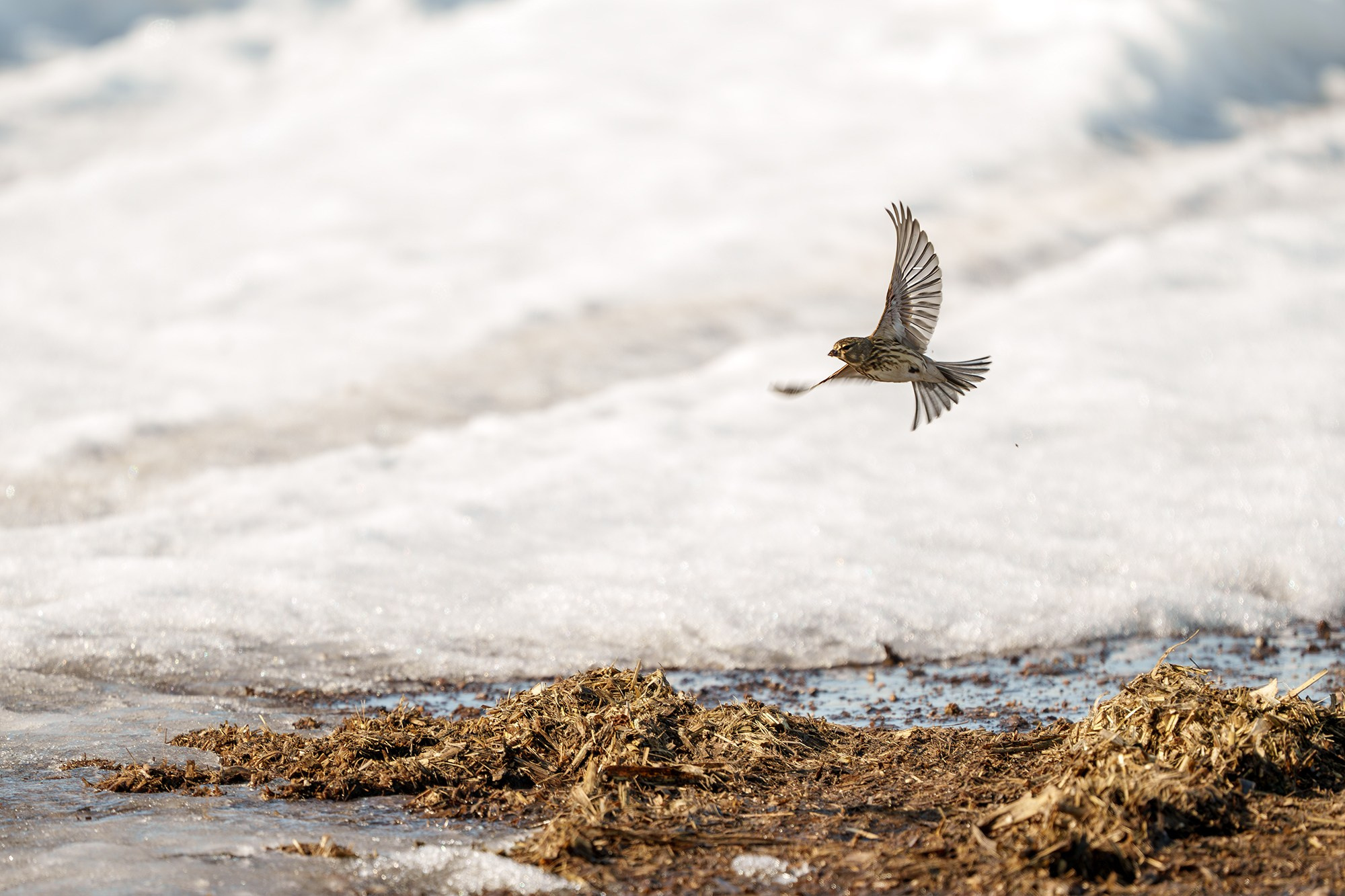 Удивительные мир птиц. Вокруг нас столько прекрасного — присмотритесь!. Ваш личный фотограф Марина Волкова