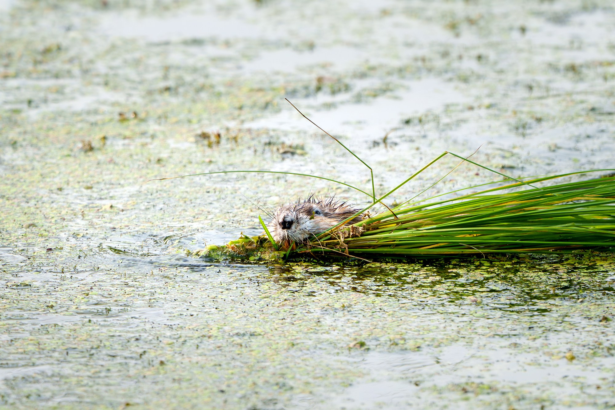 Животные. Ваш личный фотограф Марина Волкова
