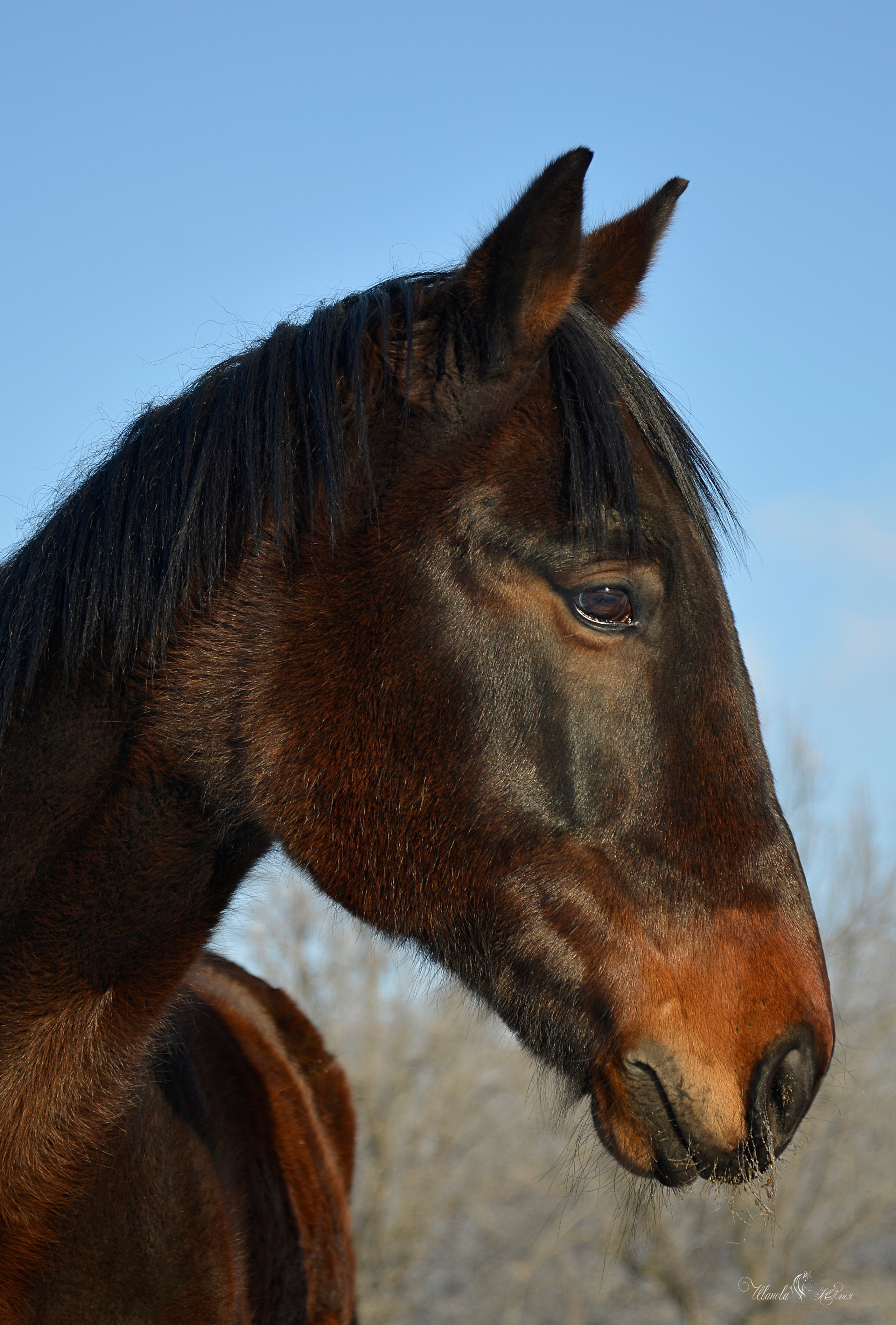 Лошади. Конный фотограф в Саратове Юлия Иванова