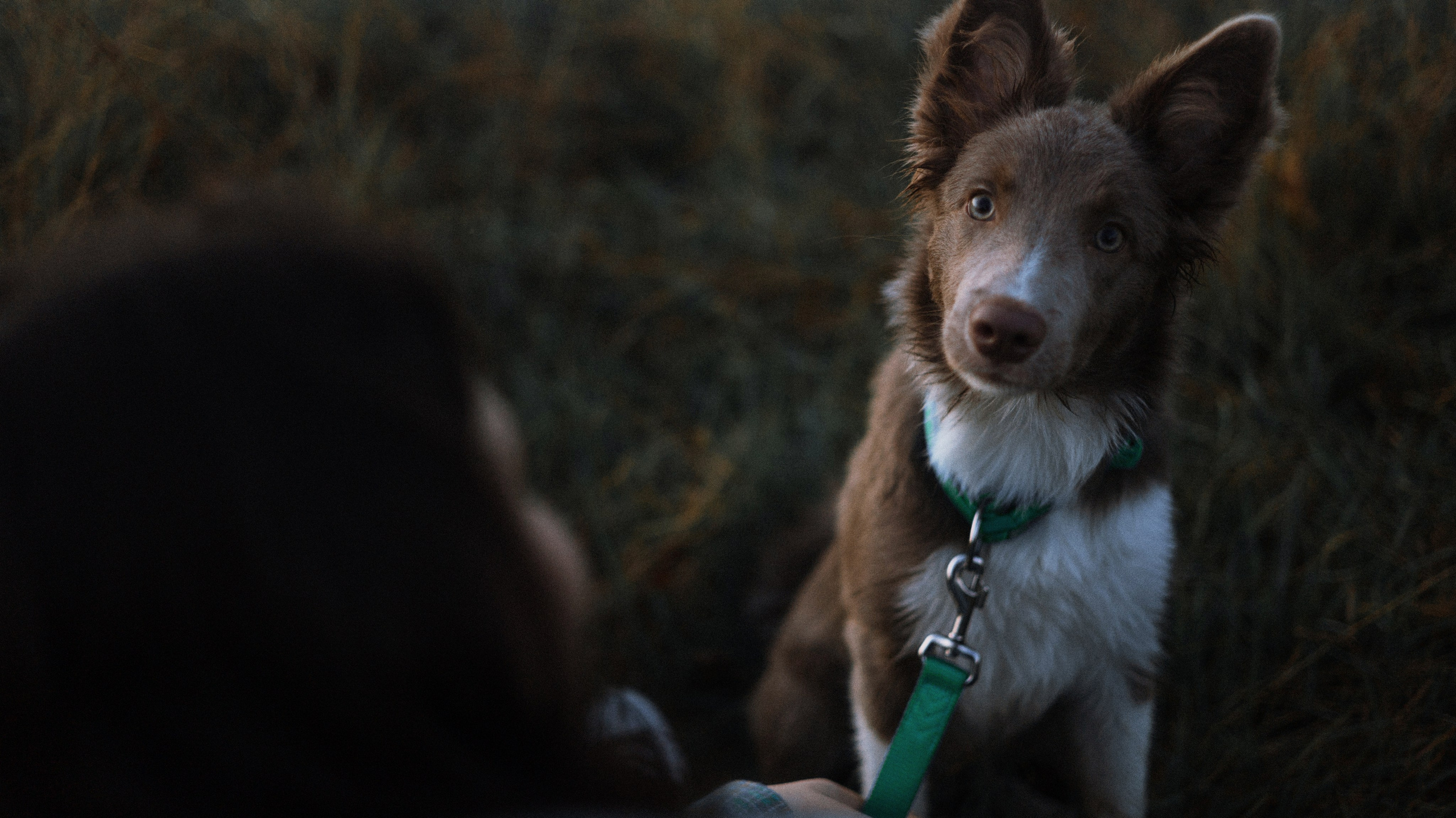 Полина и Паддингтон. Фотограф-анималист Богданова Полина