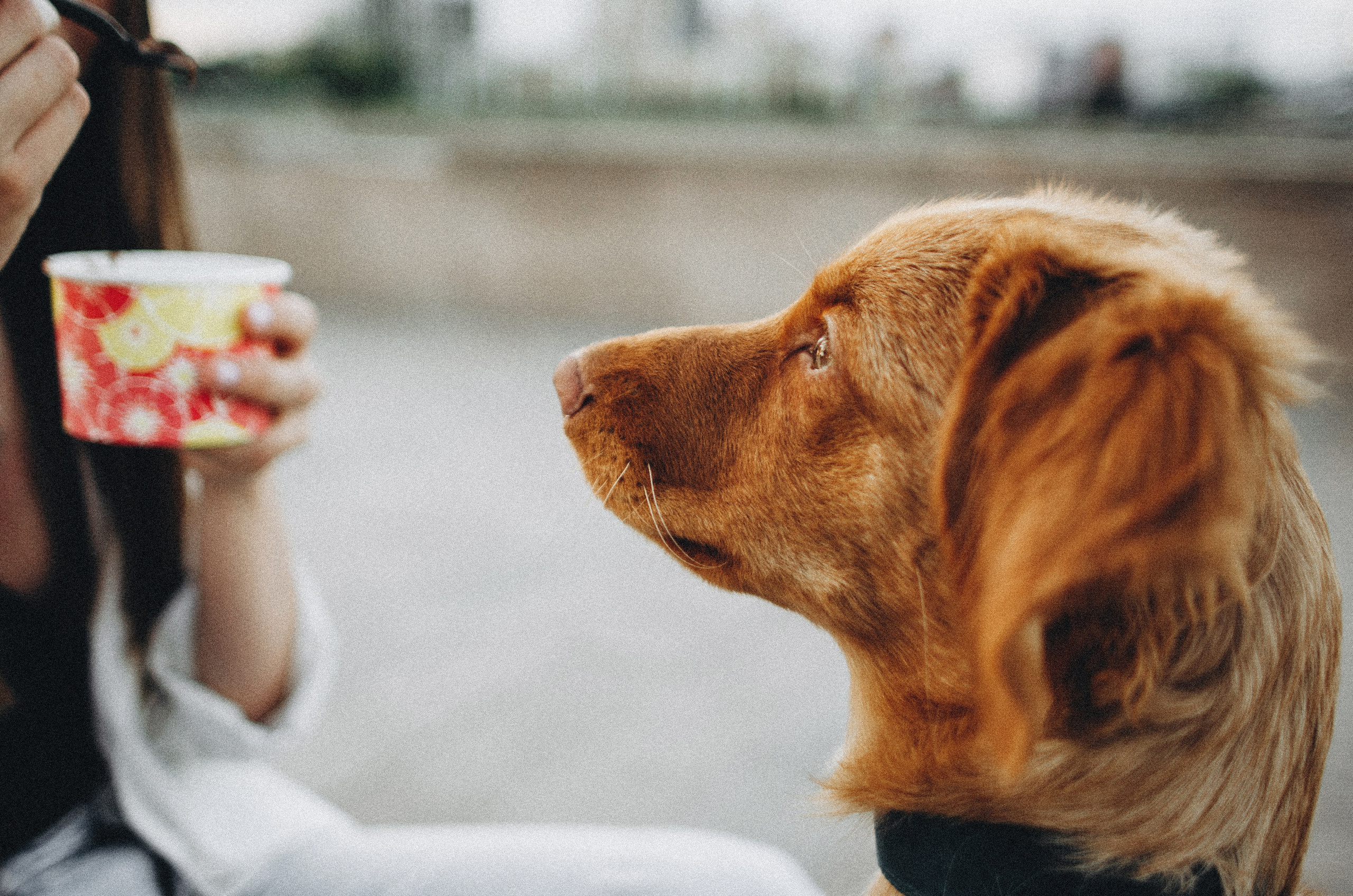 Вика и Хардин. Фотограф-анималист Богданова Полина