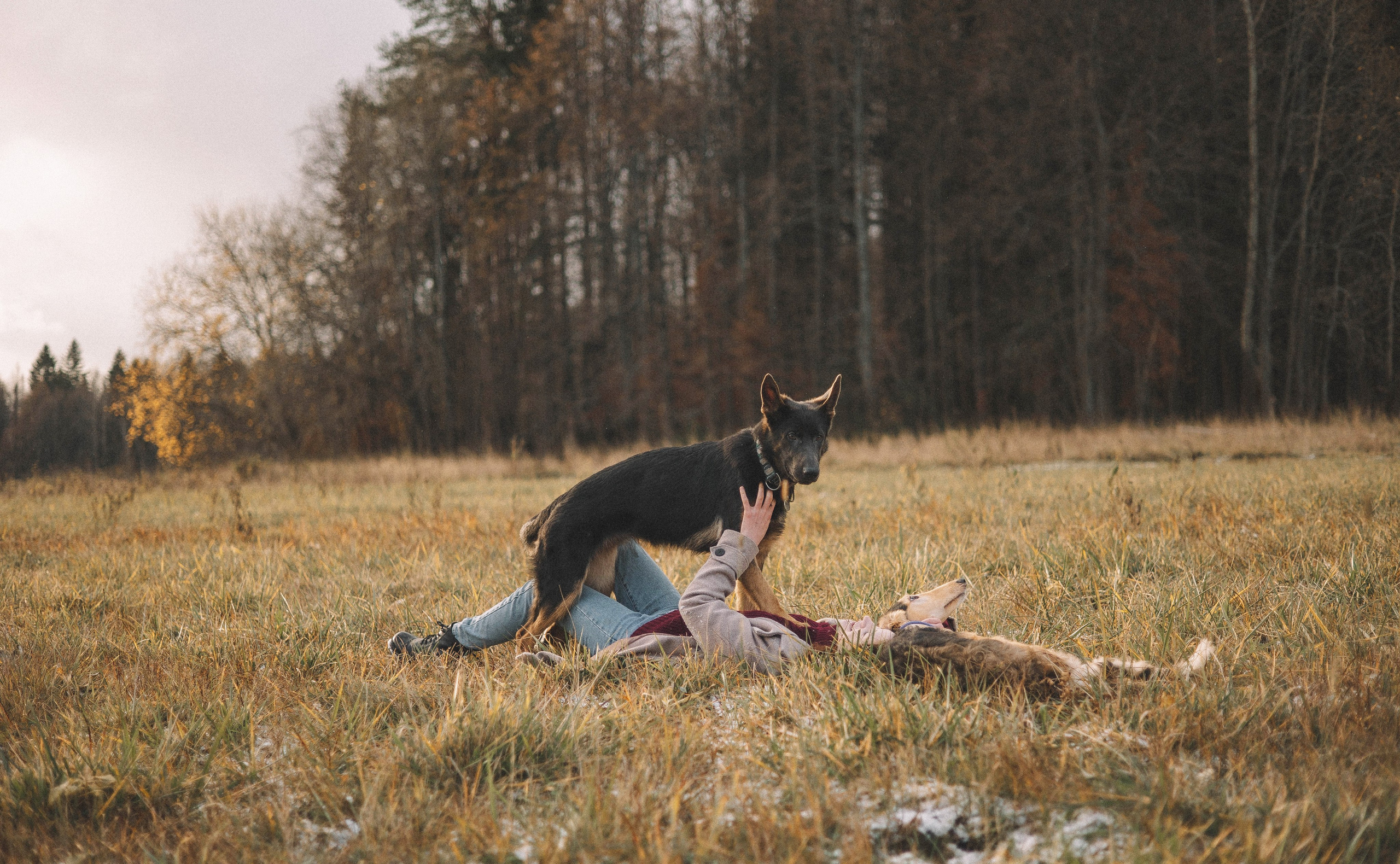 Алена, Леви и Микаса. Фотограф-анималист Богданова Полина