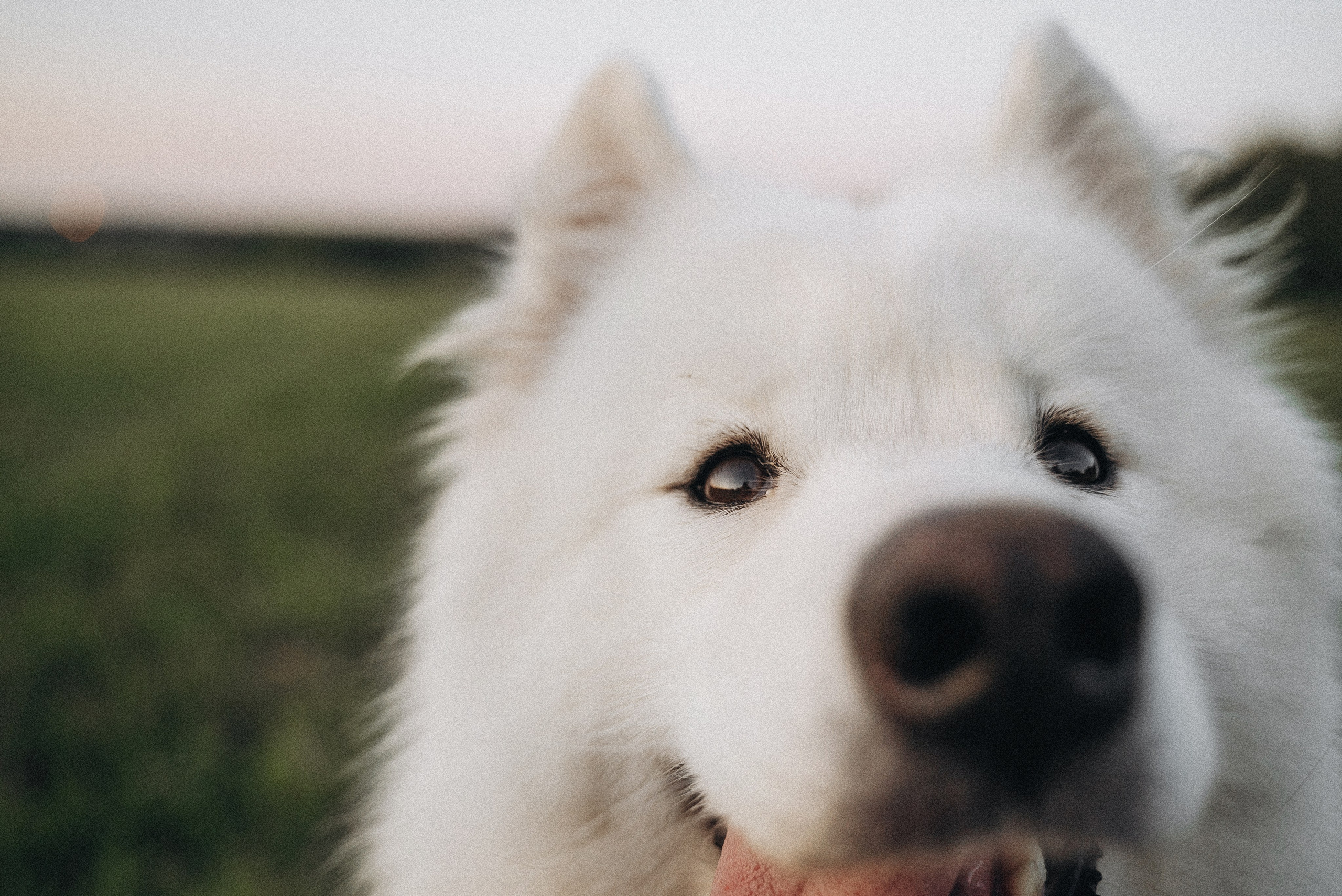 Алёна и Челси. Фотограф-анималист Богданова Полина