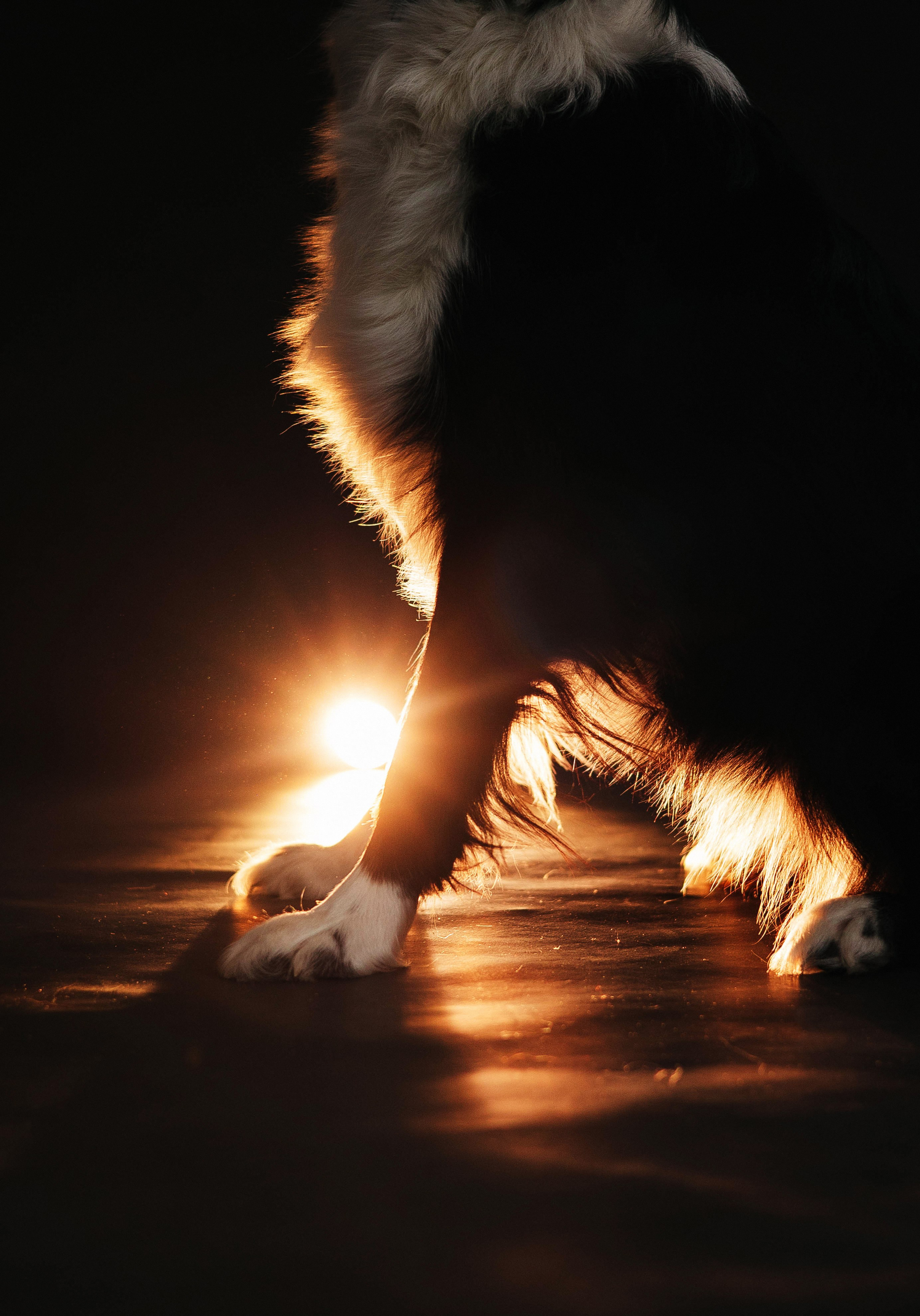 Катя и Райли. Фотограф-анималист Богданова Полина