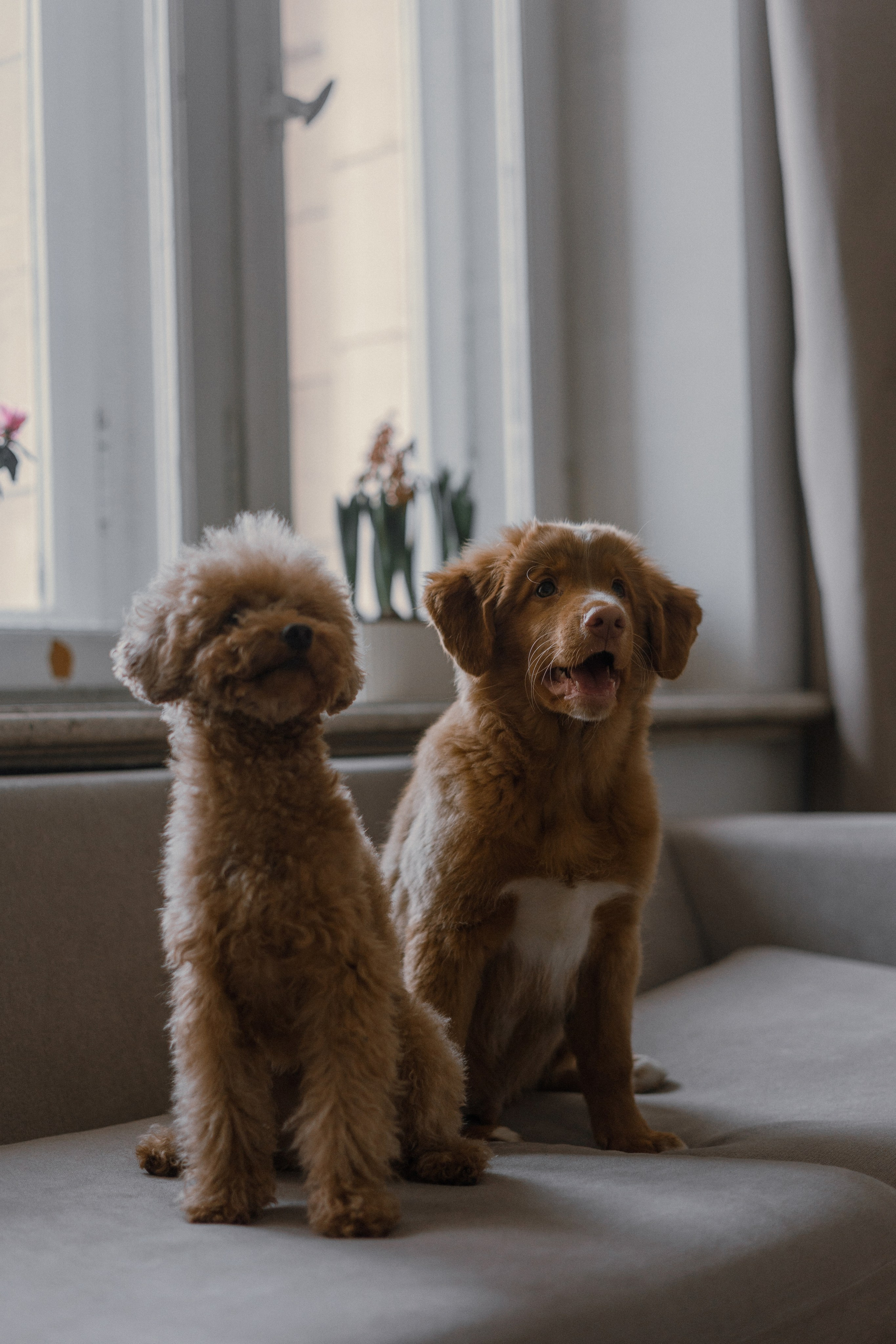 Маша, Одди и Нэвил. Фотограф-анималист Богданова Полина