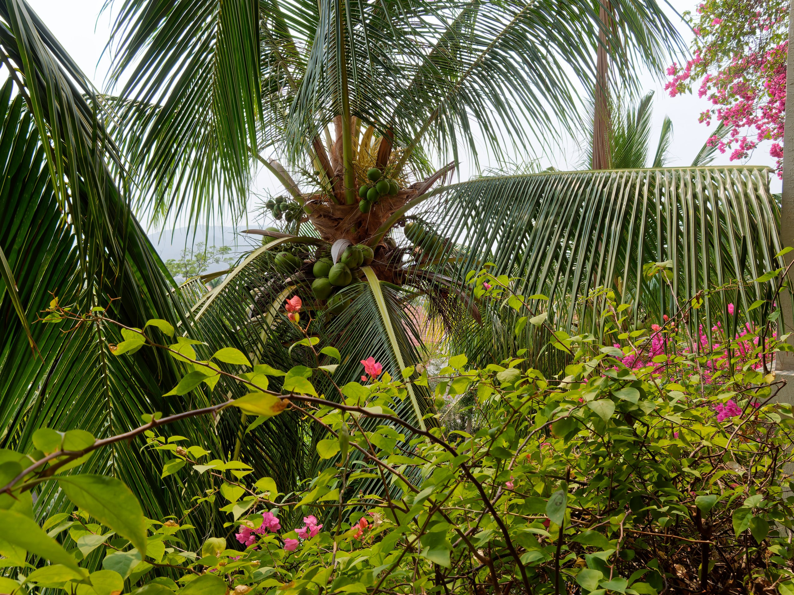 Хайнань 2026, флора, цветы и деревья. Фотопрогулки по Миру