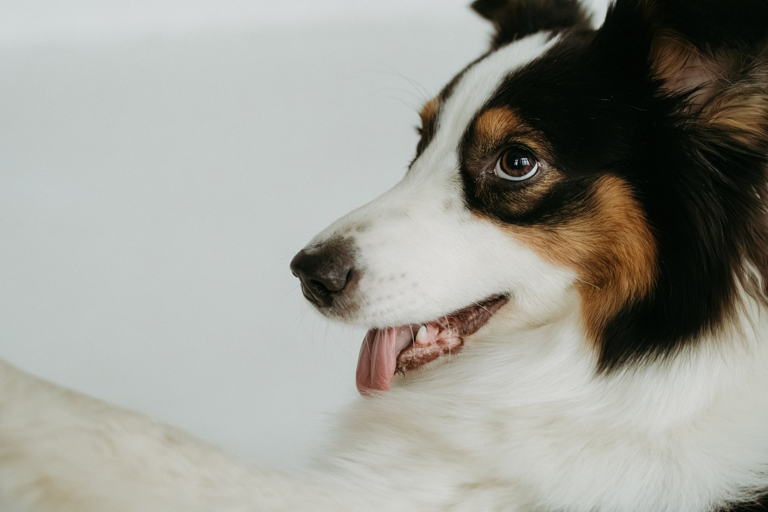 Мячи-попрыгуны. Фотораф — анималист Мария Шистка