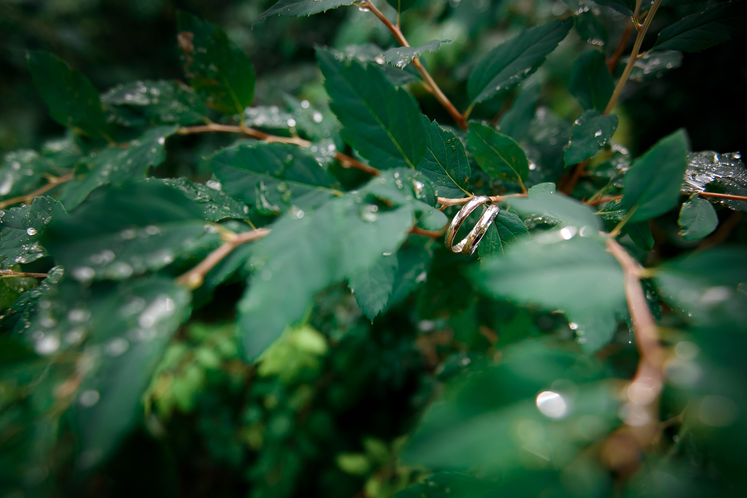 Свадьбы. Фотограф Вереницын Вадим