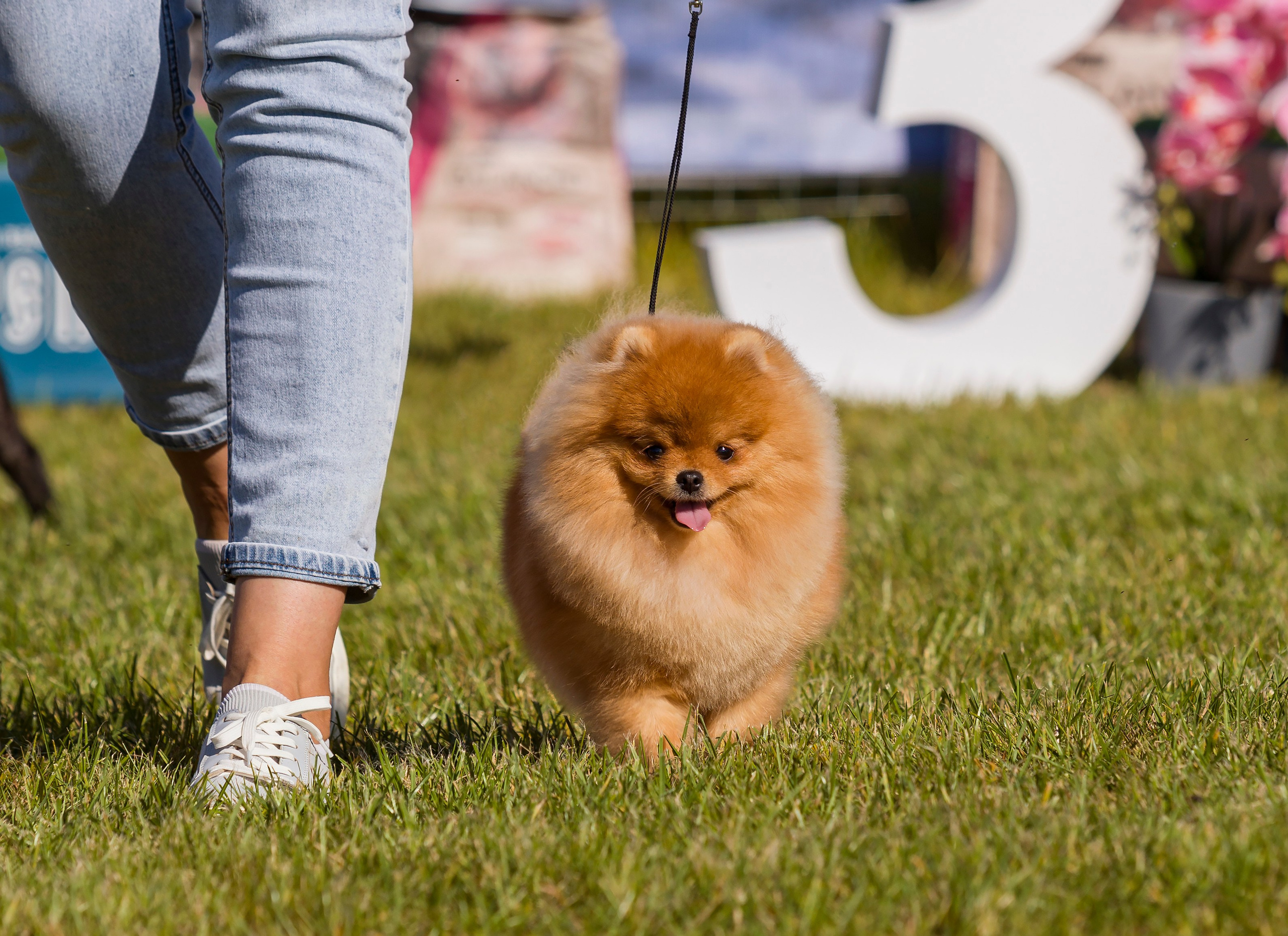 Выставки. Фотограф — анималист Татьяна Ли
