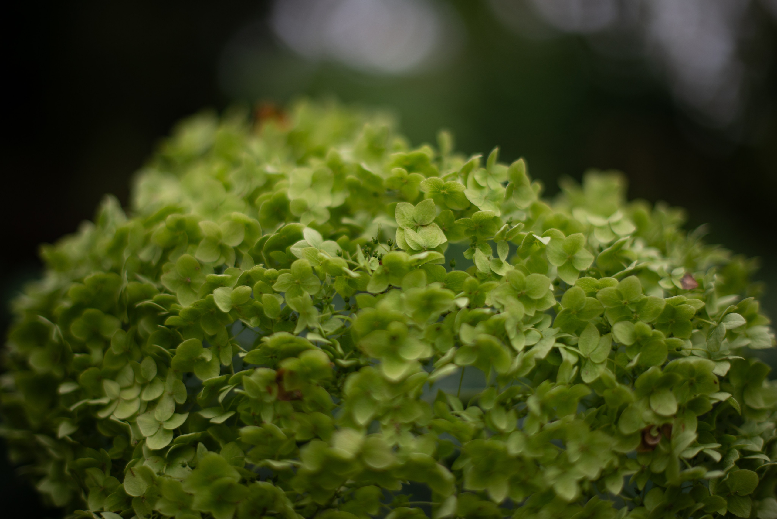 Цветы сада МГУ. Victoria Radjevna Репортажный Фотограф — Видеограф Москва • Санкт-Петербург