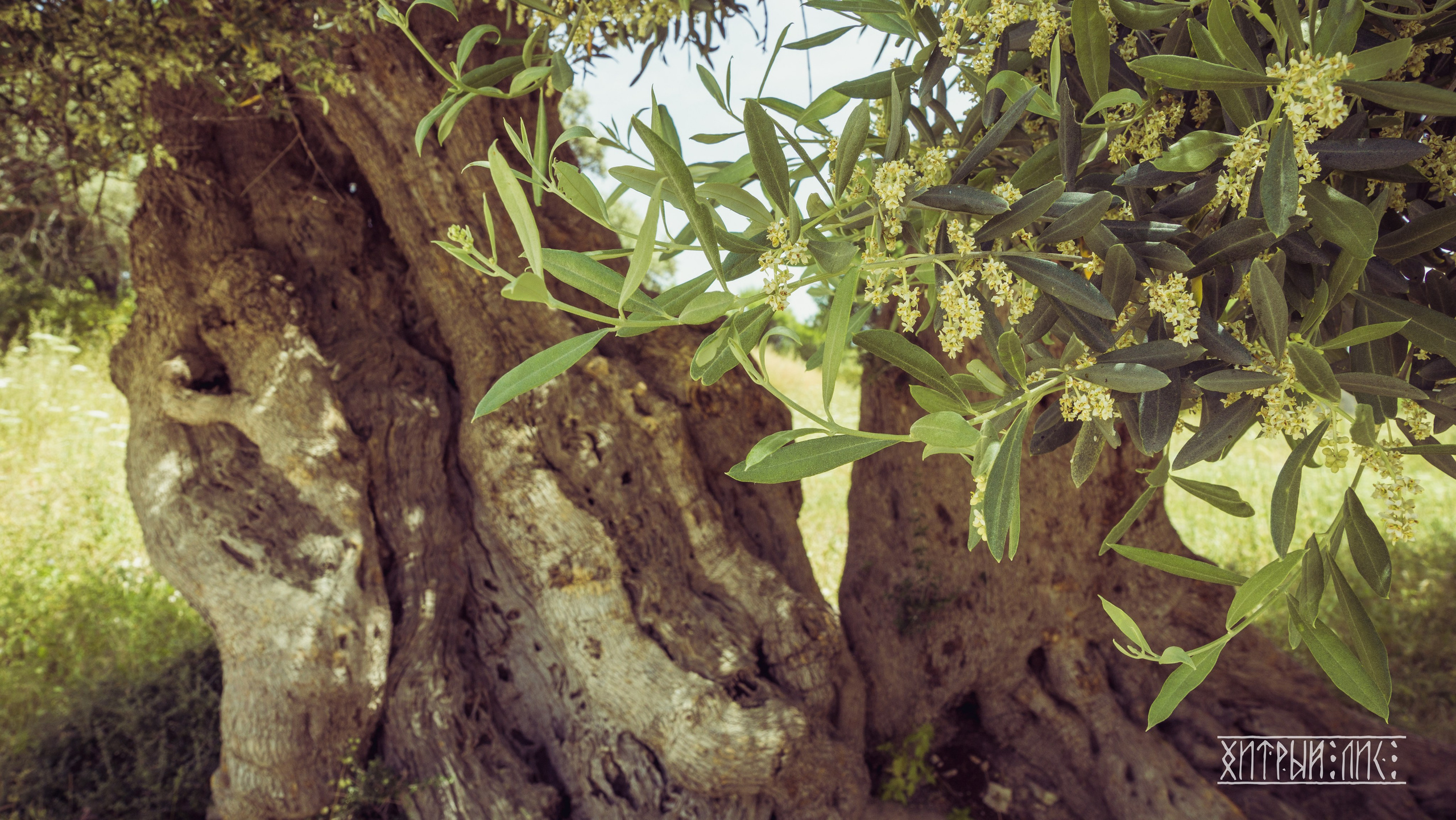 Кипр. Фотограф-путешественник Самойлов Максим «Sly Fox»