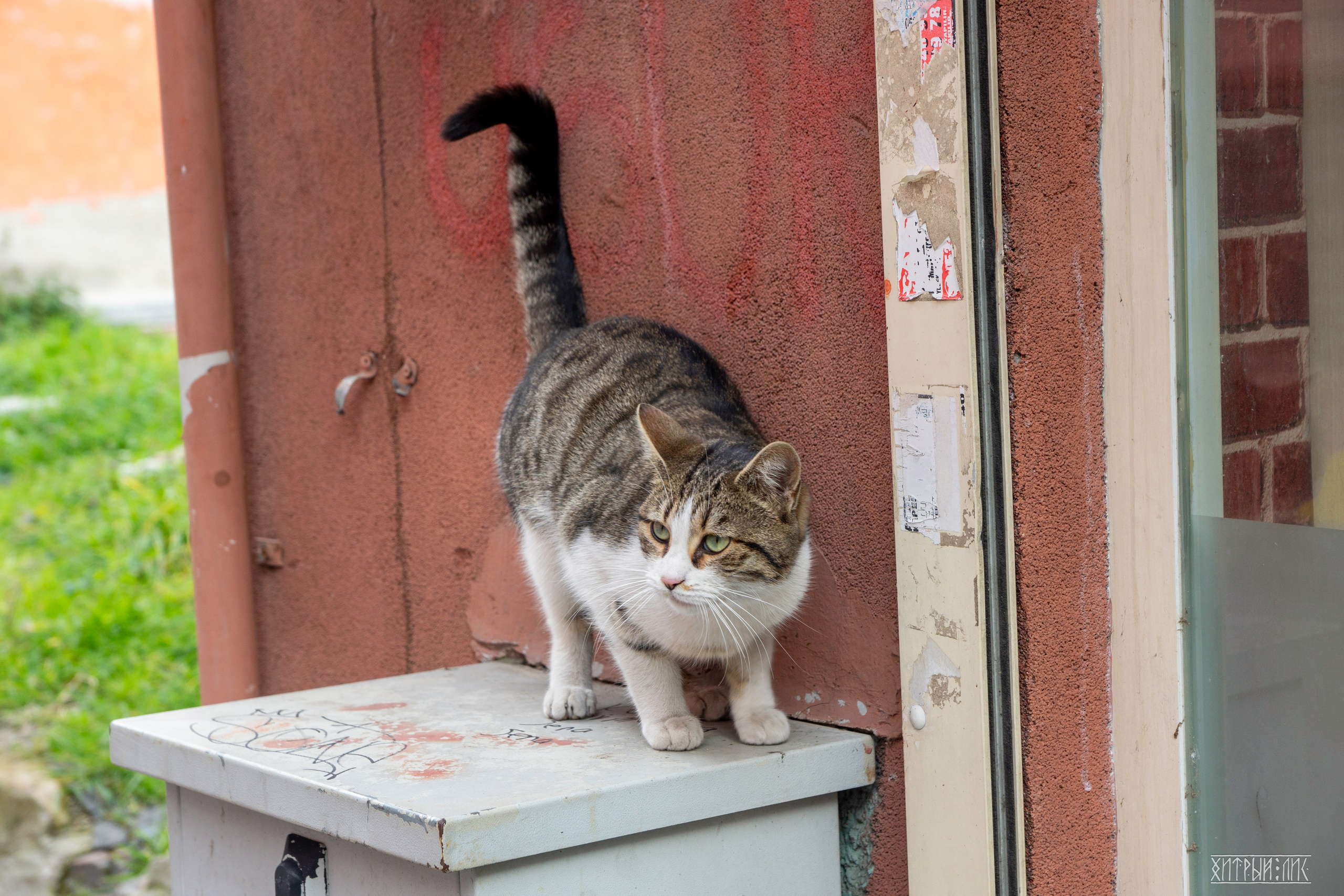 Стамбульские кошки. Фотограф-путешественник Самойлов Максим «Sly Fox»