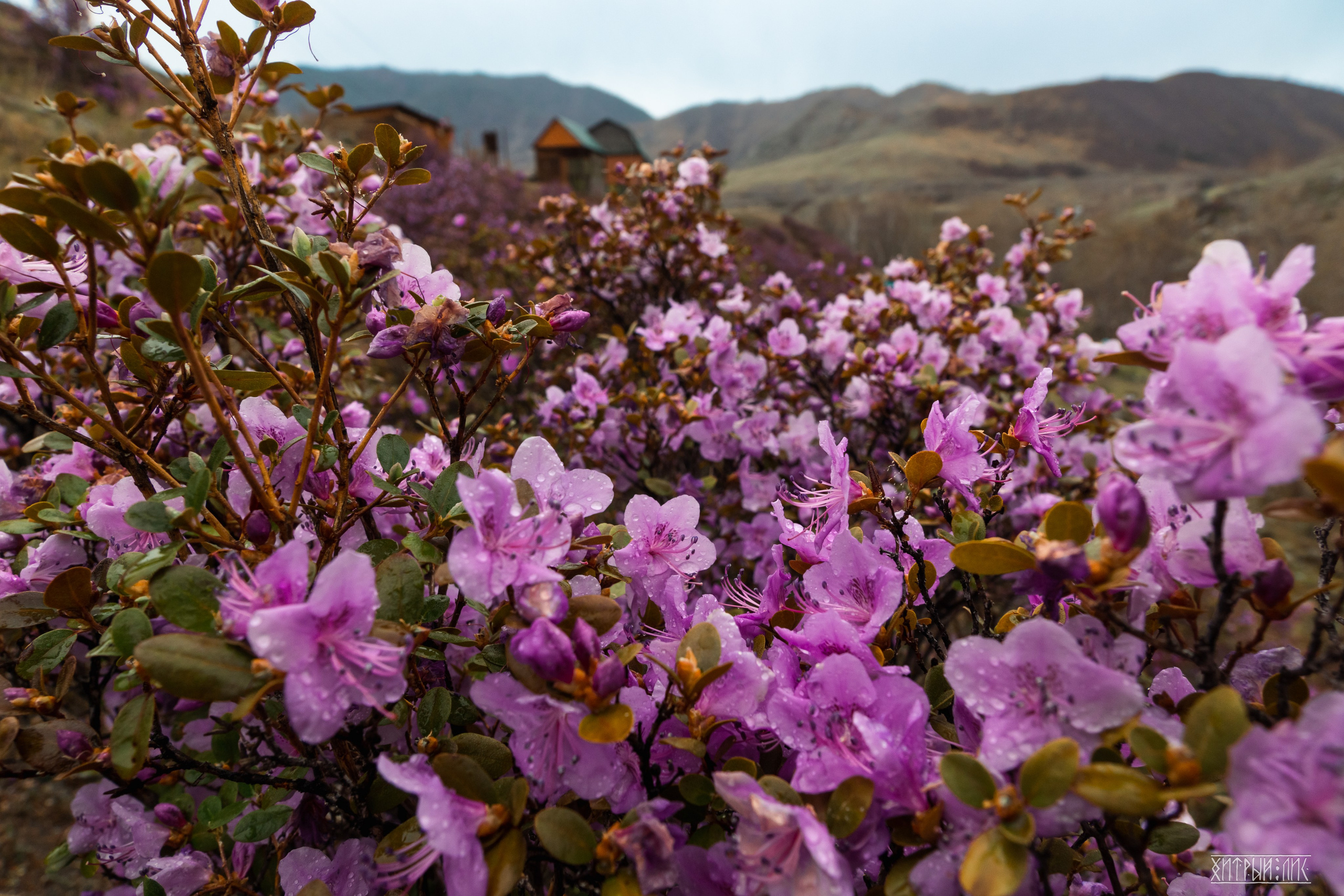 Алтай. Фотограф-путешественник Самойлов Максим «Sly Fox»